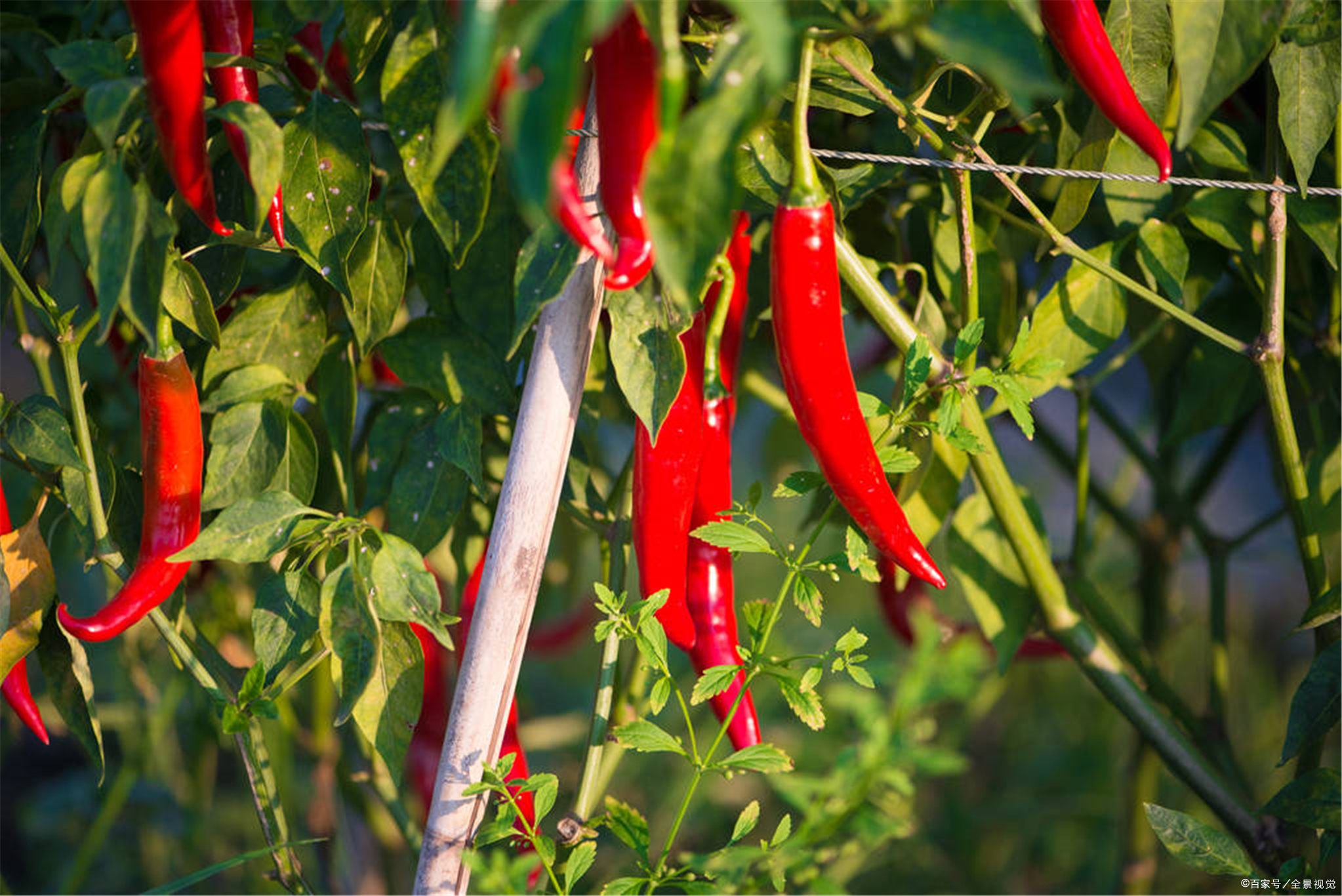 树辣椒