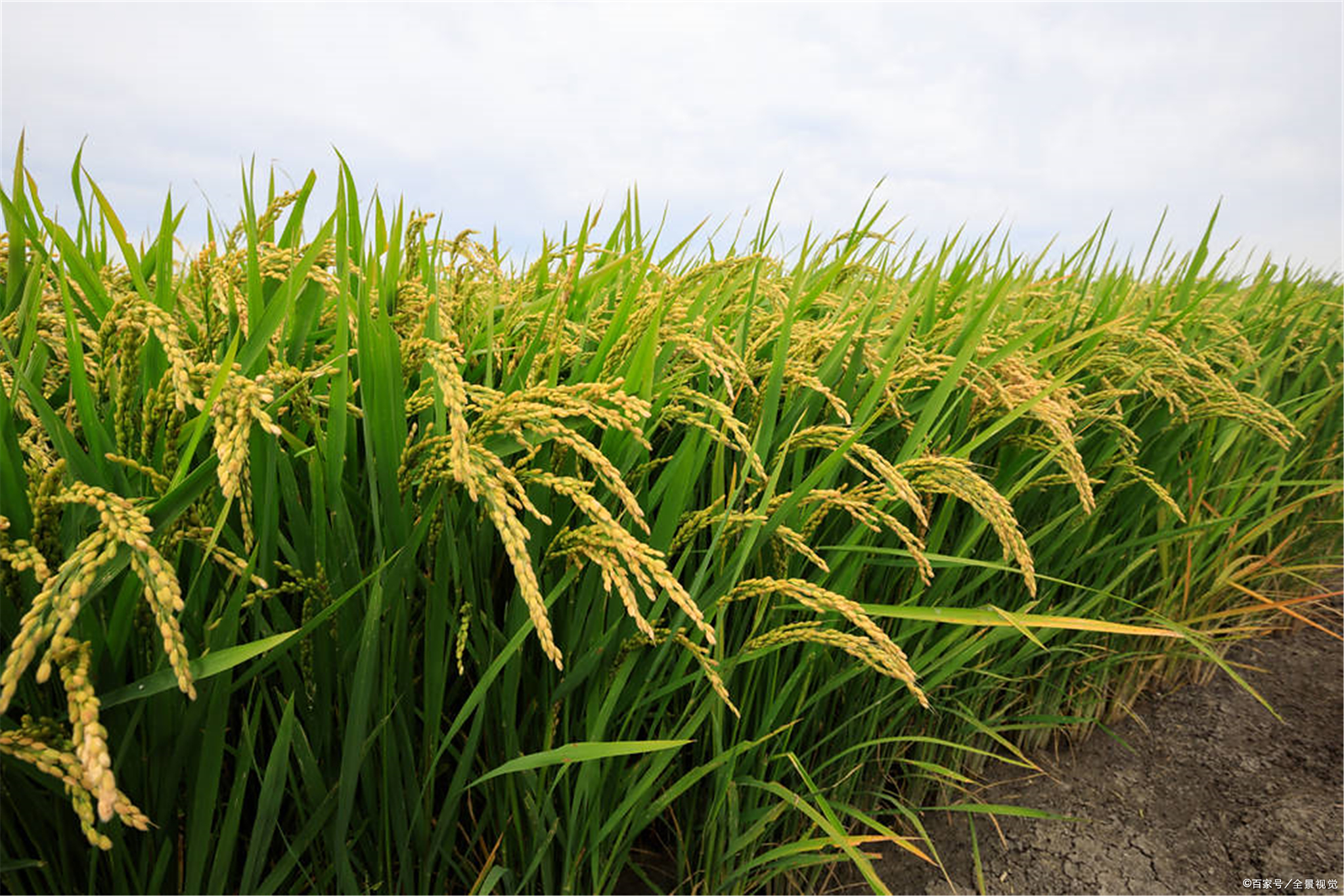 稻谷- 优质问答专区