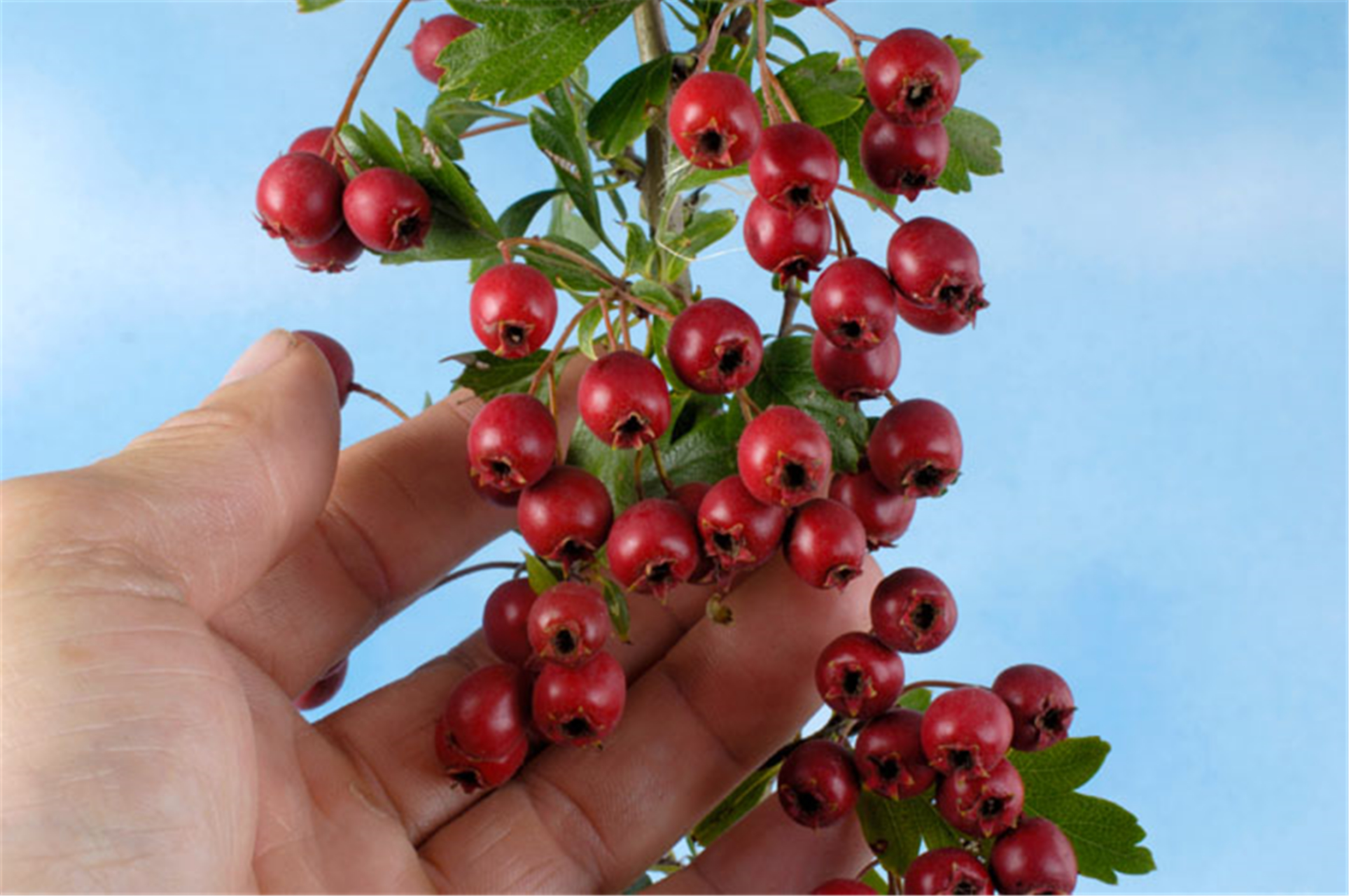 除口臭方法:山楂    当因为肠胃功能出现问题,而使自身食欲不振,这时