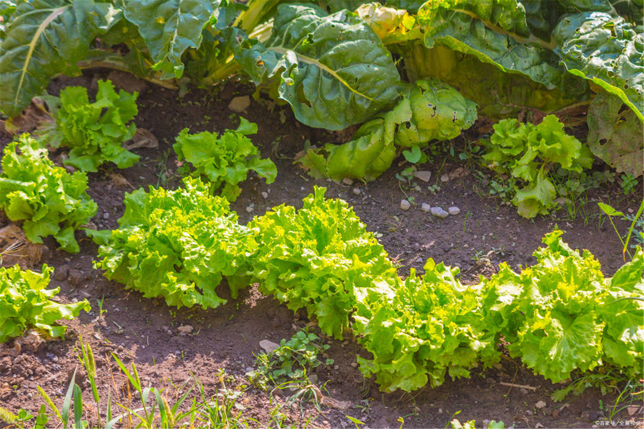 莴苣- 优质问答专区