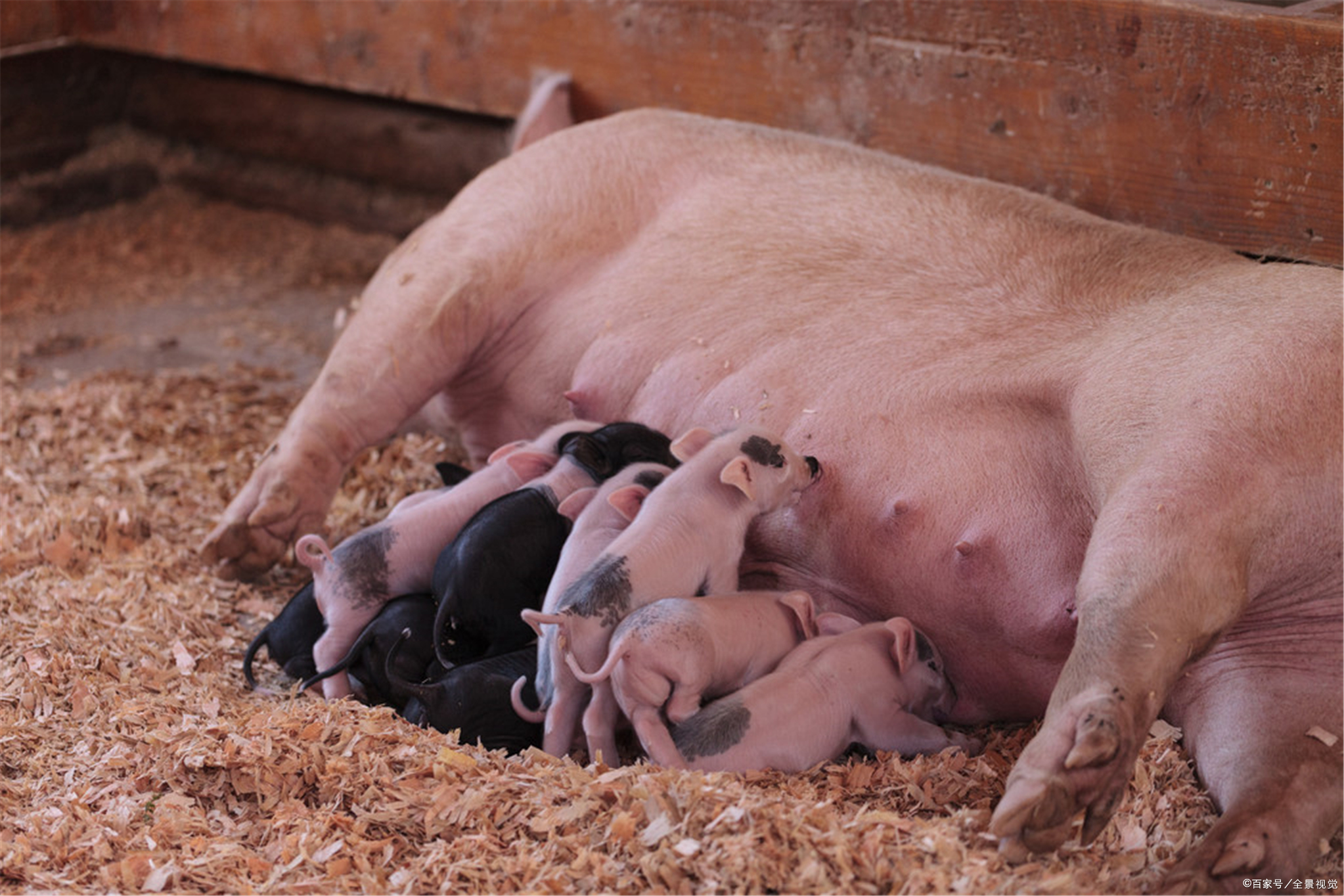 母猪奶 - 优质问答专区