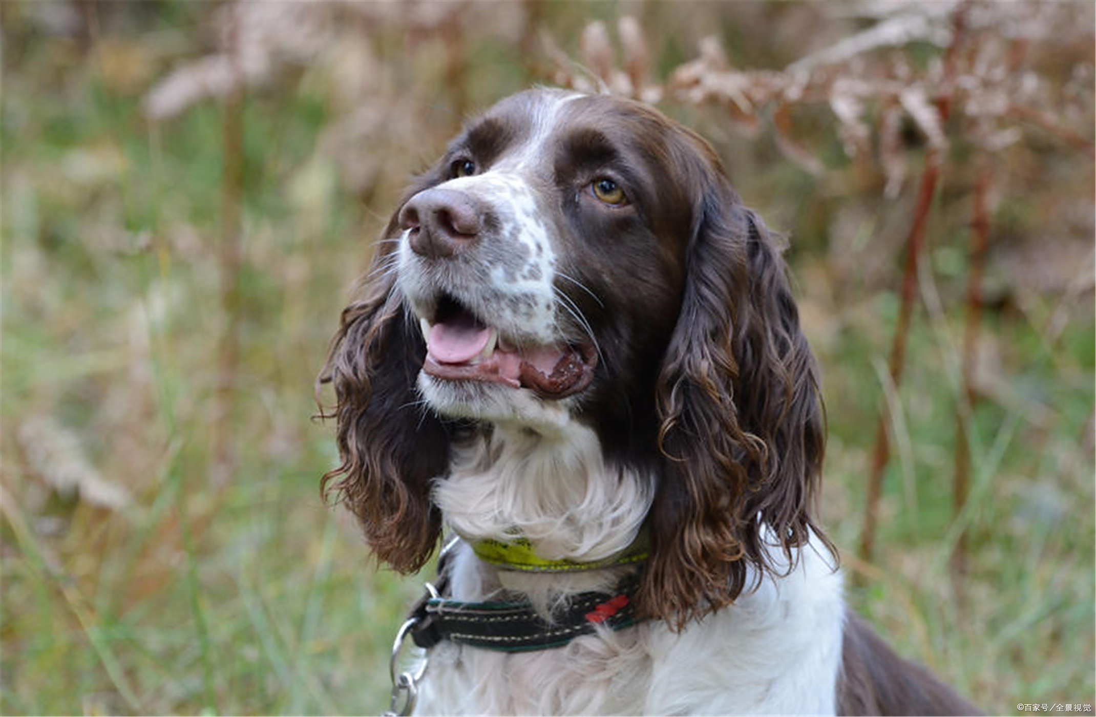 如何饲养英国史宾格犬及如何防治英国史宾格犬缺乏维d