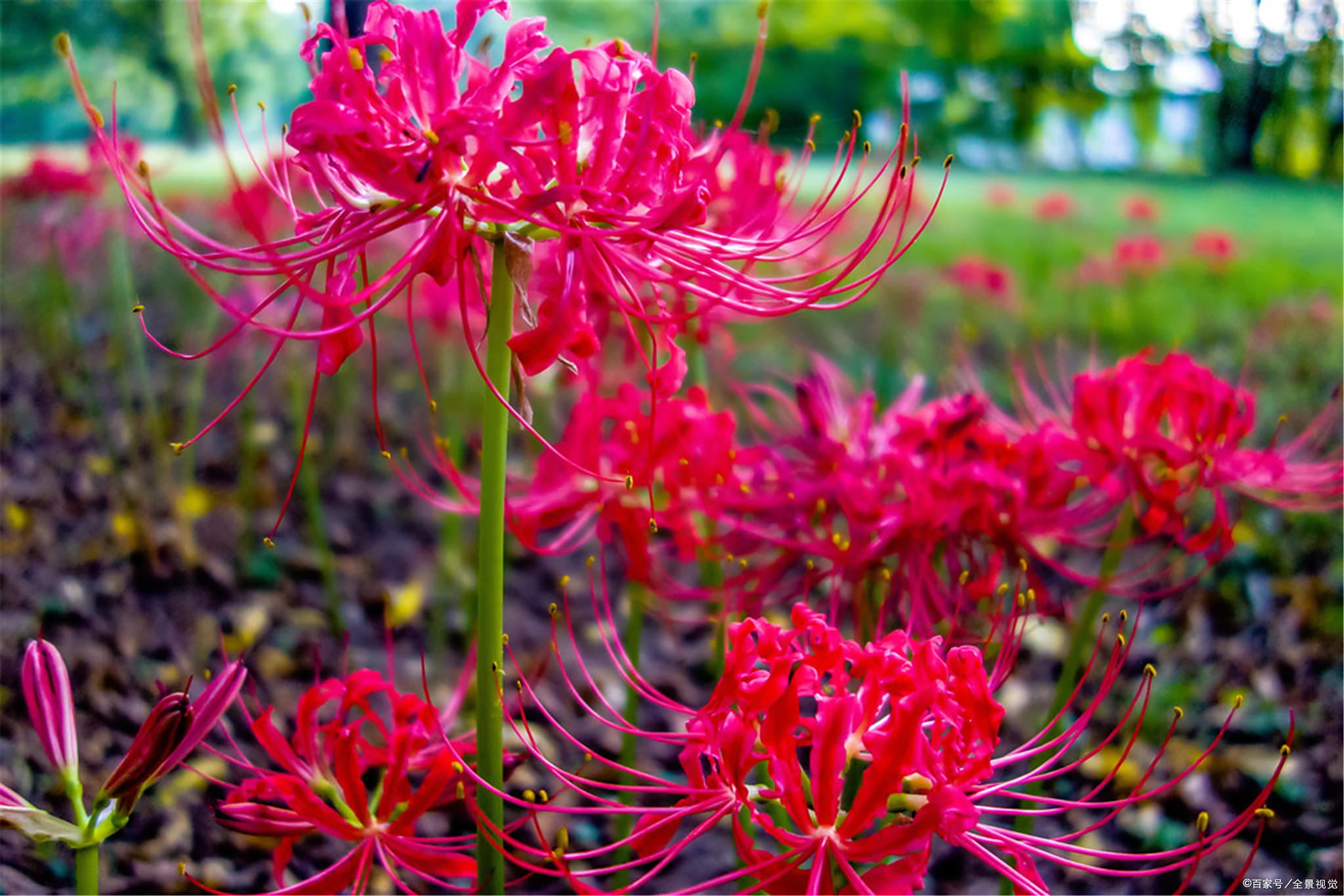 农村常见的彼岸花真的是"冥花"吗?在室内种植应该注意什么?