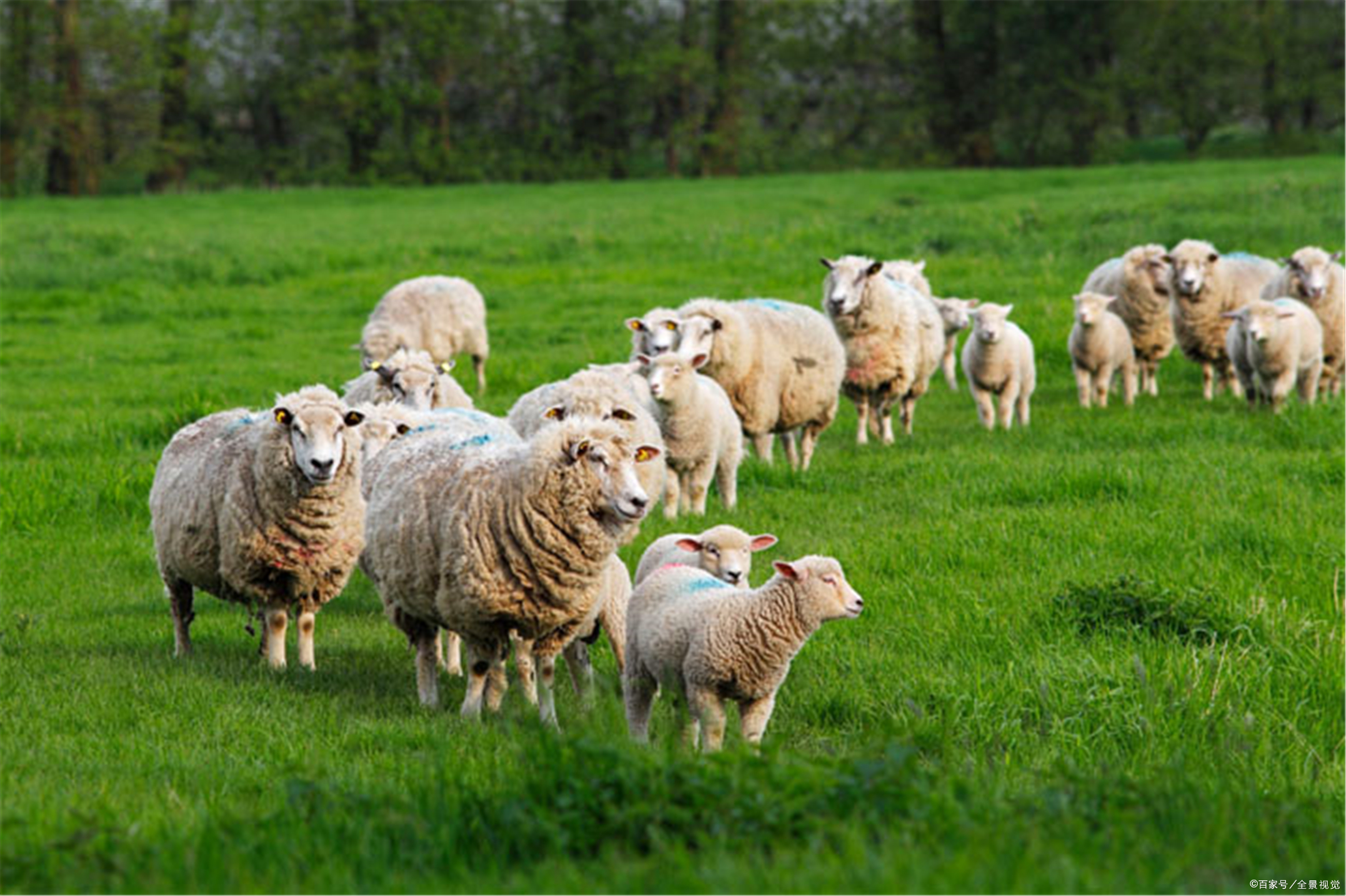 养免羊50只一年赚多少钱 - 2020年最新商品信息聚合专区 - 百度爱采购