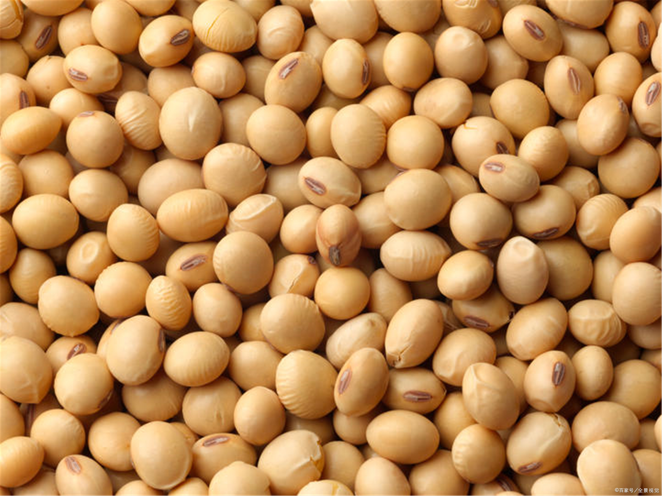 百度爱采购首页 商品专题_东北黄豆 优质回答 #大豆# 今日南方产区