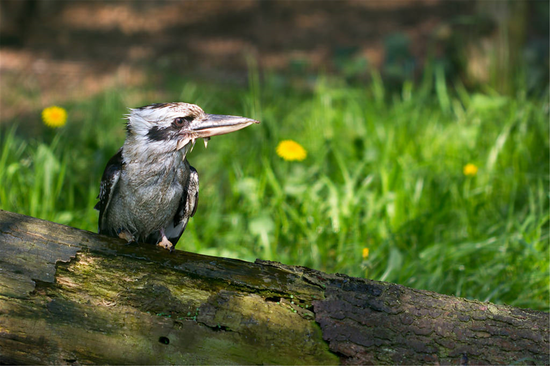 #发现美好时光# misfortunes tell us what fortune is.   不经灾祸不