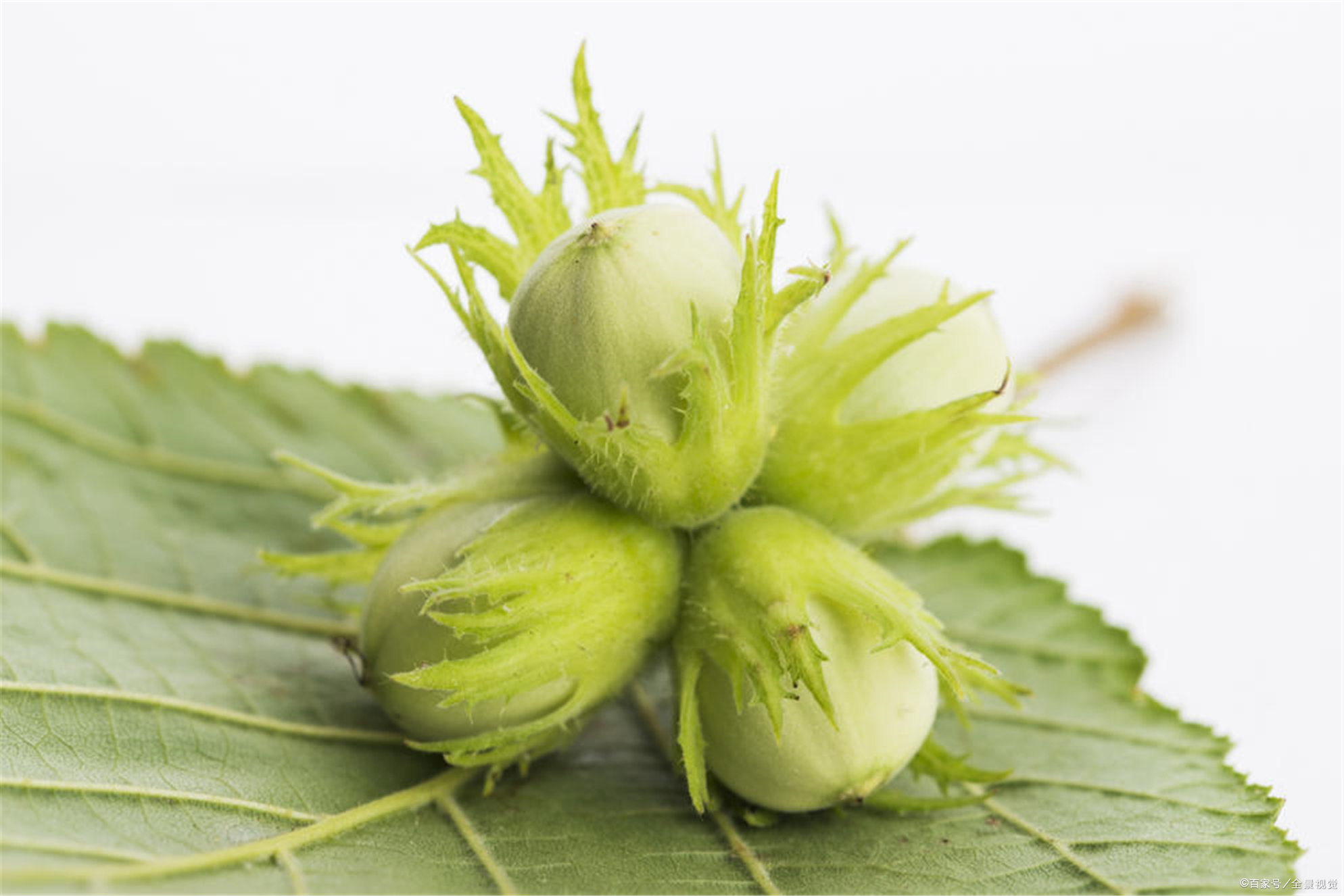 百度爱采购首页 商品专题_东北树干榛子 通化特色:圆枣子 大家都知道