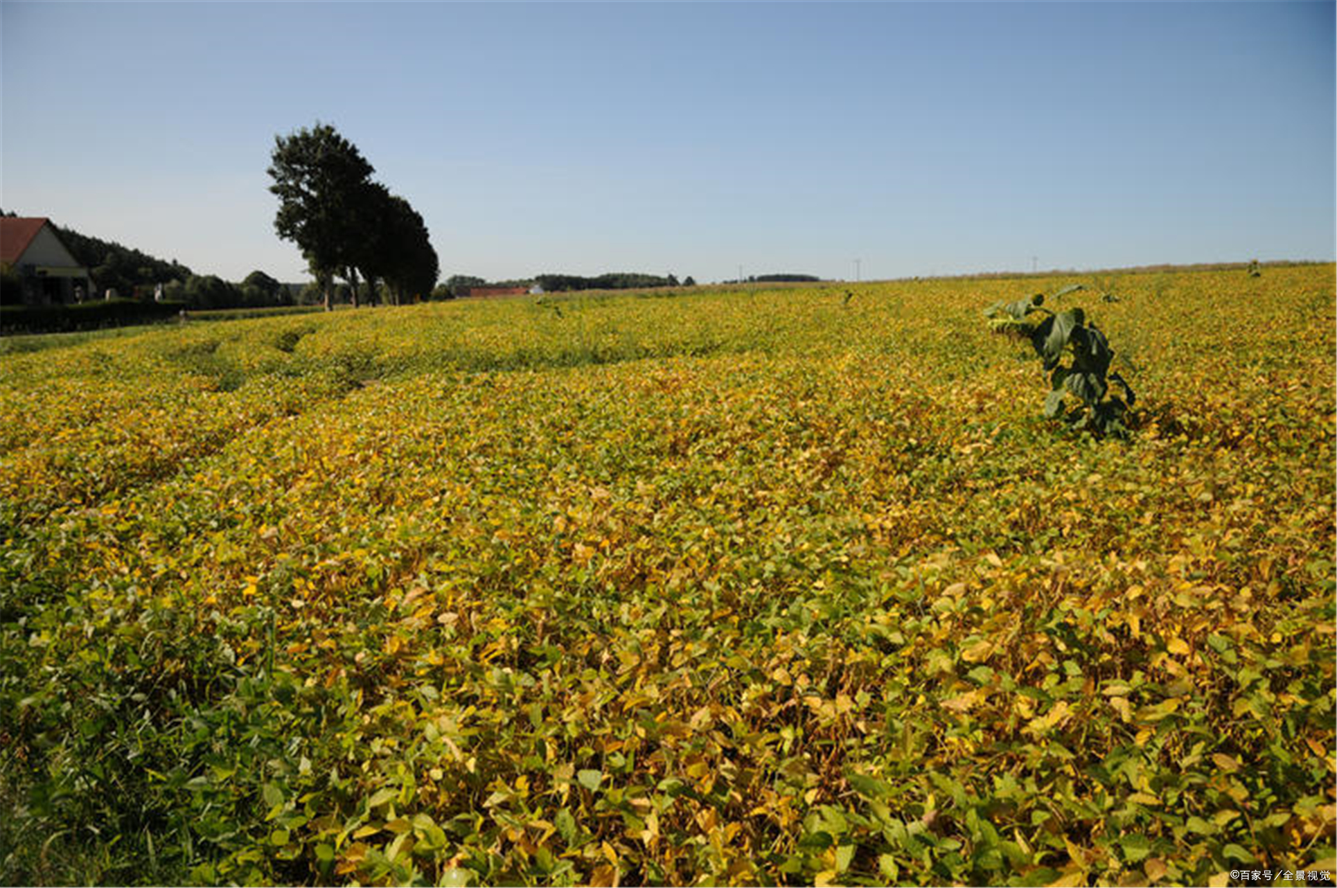 百度爱采购首页 商品专题_黄豆当前,主产区大豆春播已陆续完成,播种后