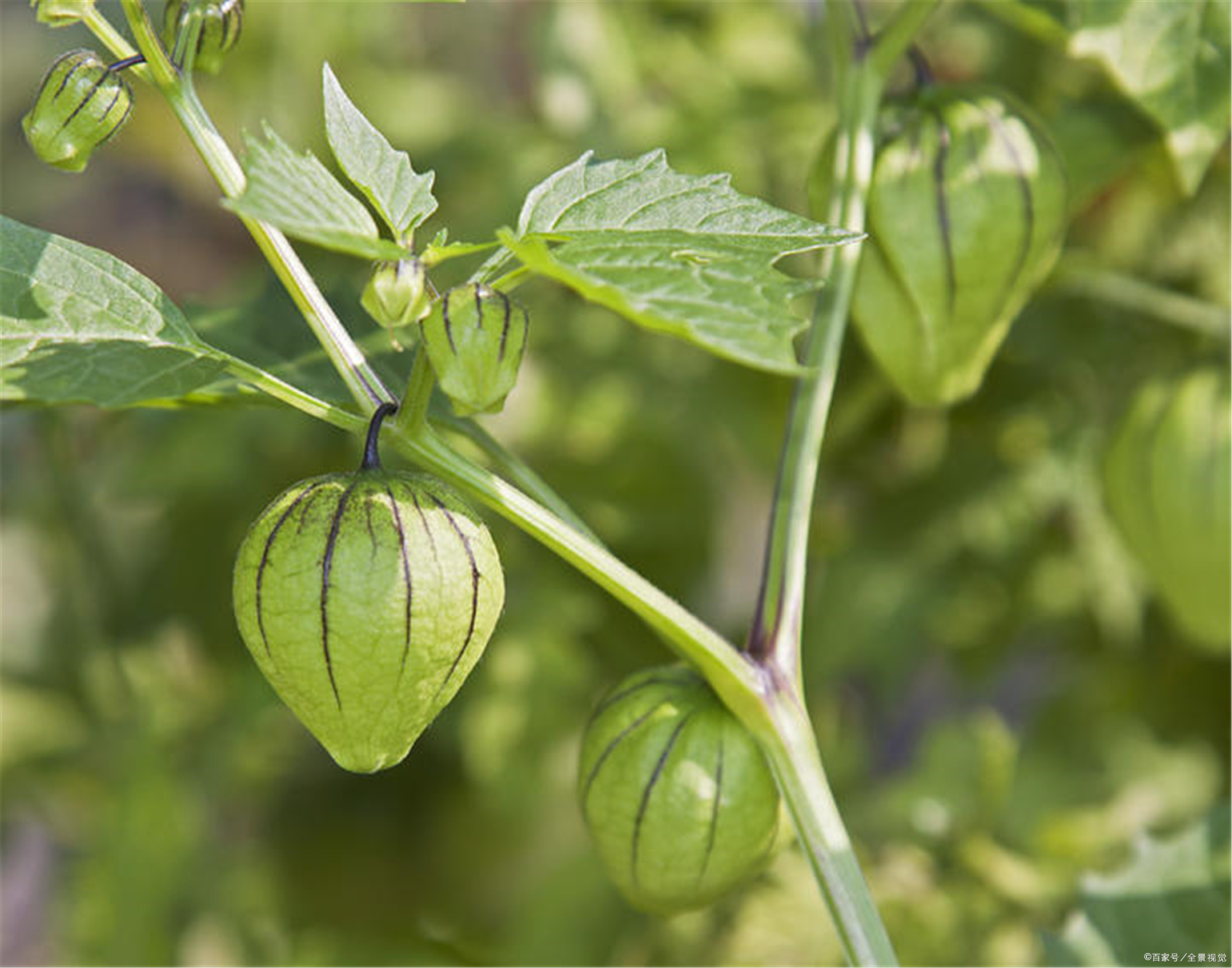 曾不受待见,如今成香饽饽!灯笼果:被推荐种植,价格却如过山车
