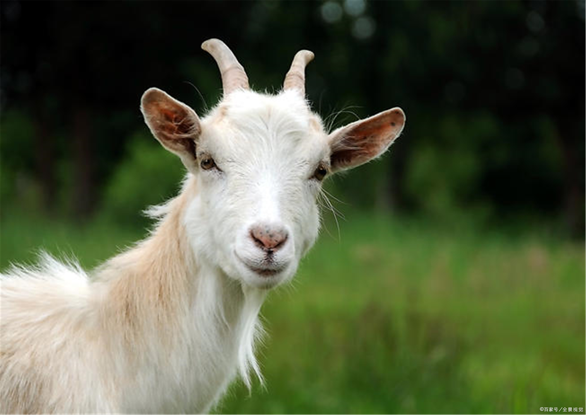 百度爱采购首页 商品专题_塑料塑胶记得我家以前养的一只小尾寒羊大