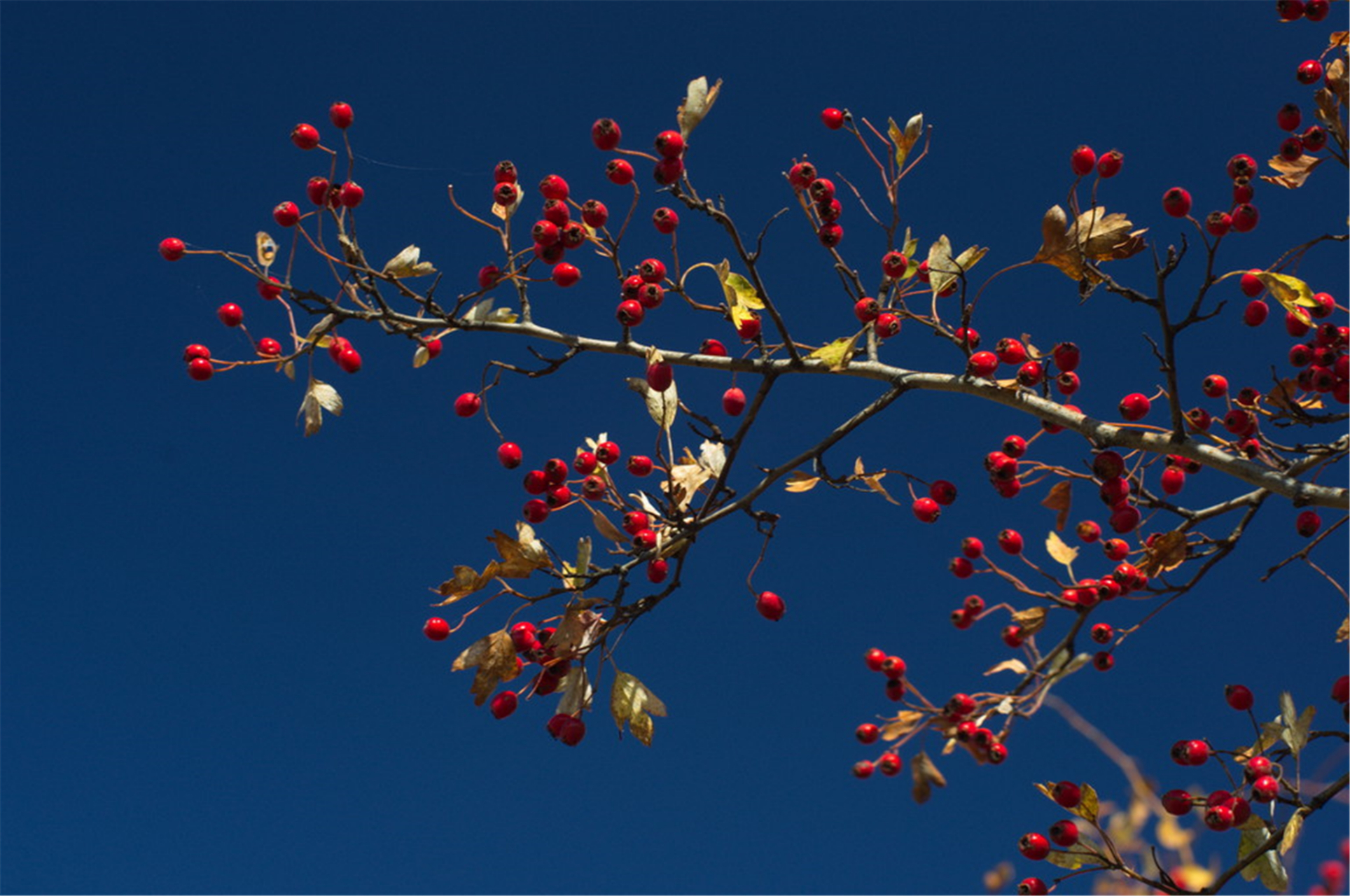 山楂,又名山里果,山里红,蔷薇科山楂属,落叶乔木,高可达6米. 在山东,