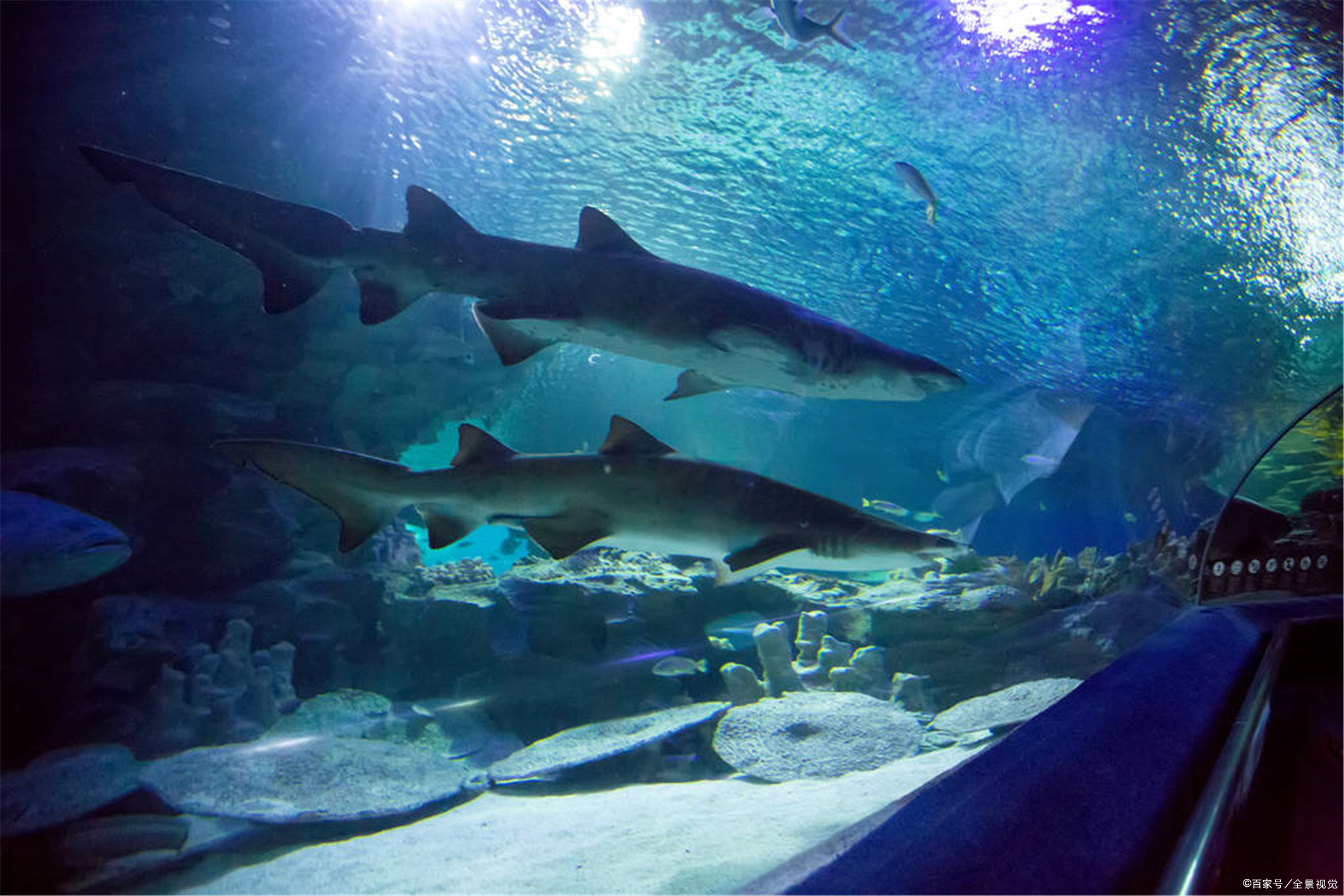 走近科学:如果你一不小心掉到鲨鱼池,究竟该如何保命?
