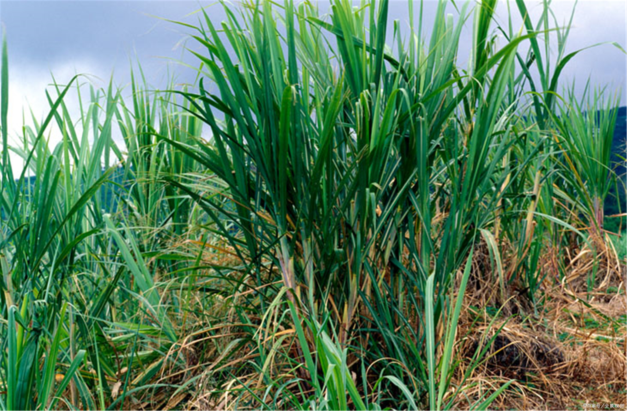 甘蔗苗 - 优质问答专区