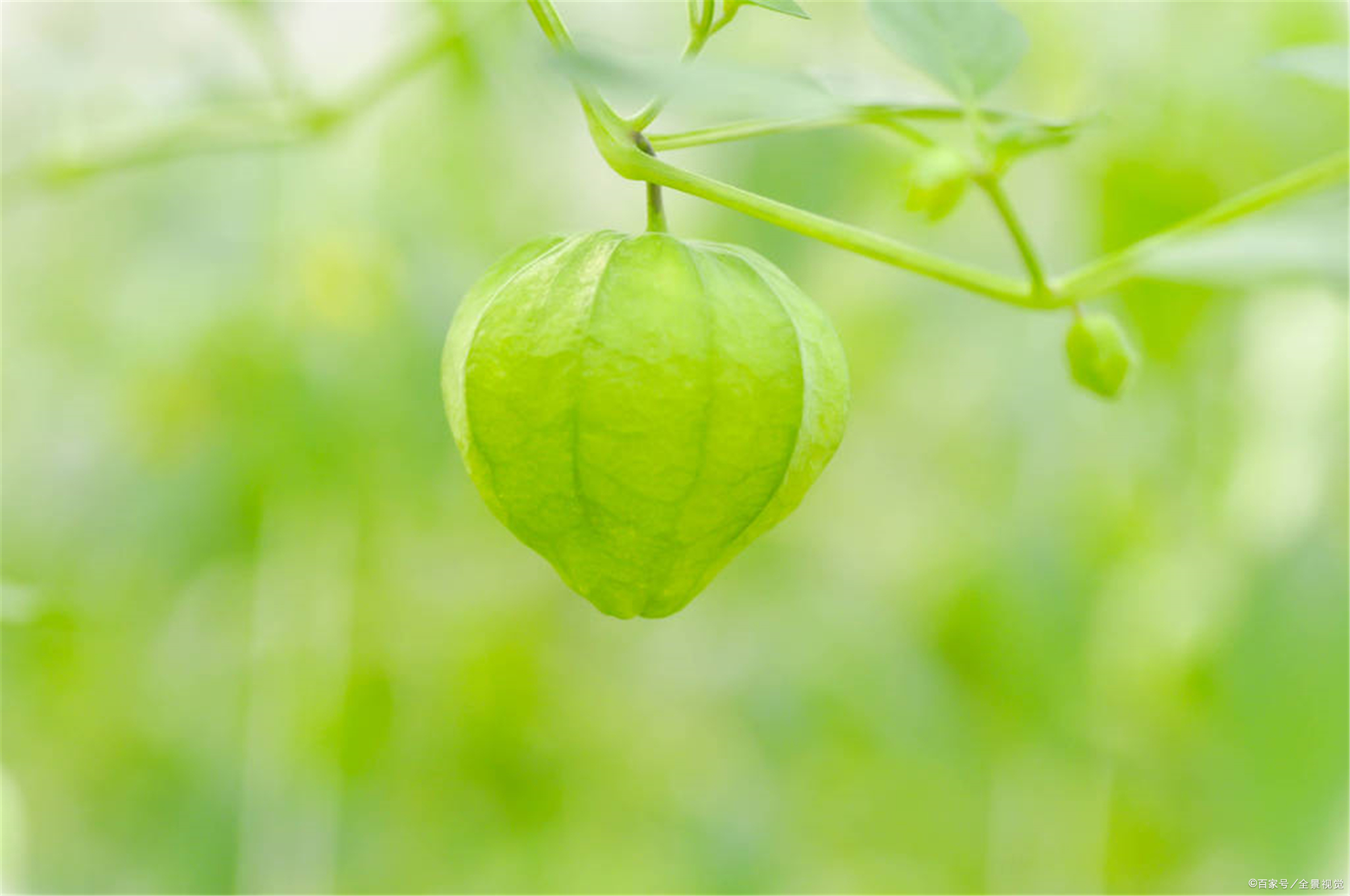 菇茑秧图片图片