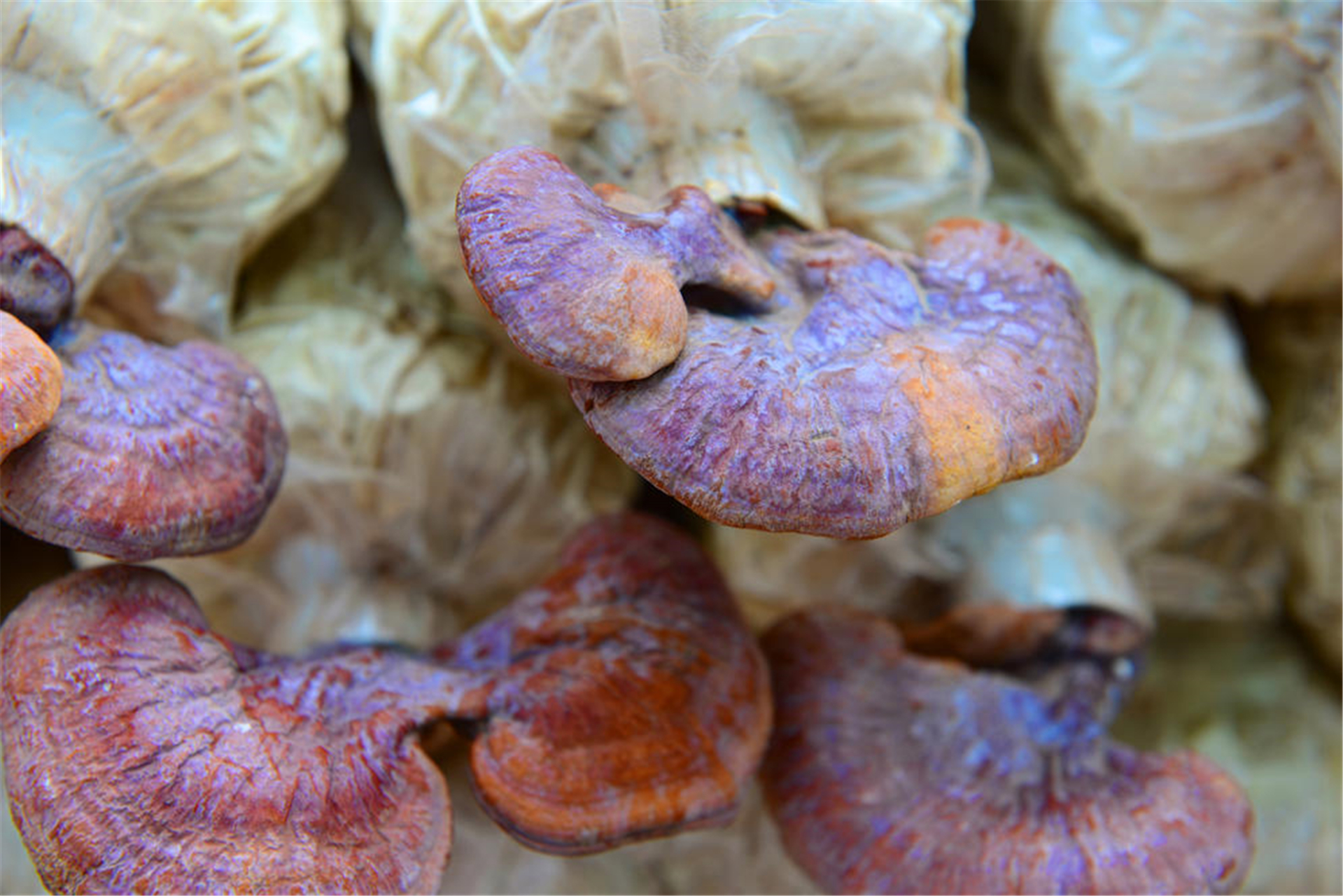 鲜灵芝养心汤 材料:鲜灵芝1棵,土鸡1只,田七10克,西洋参8克,鲜姜2片