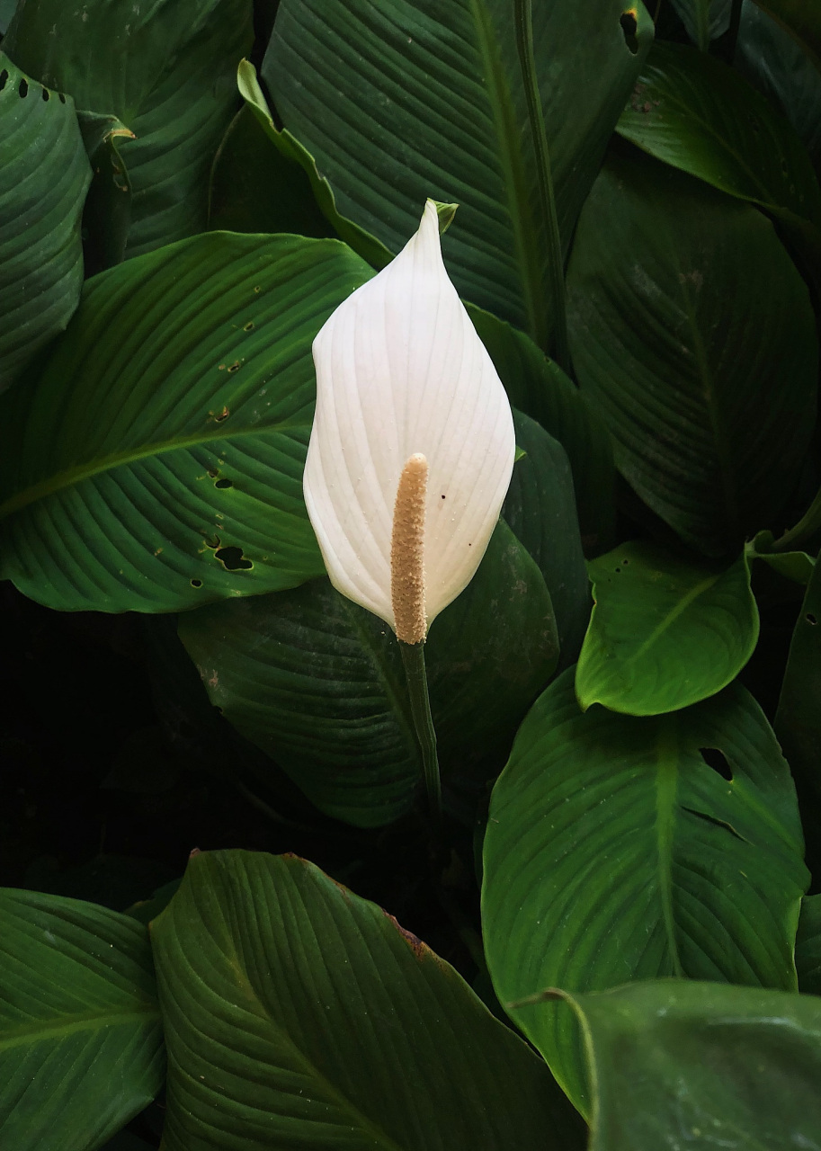 白鹤芋唯美图片