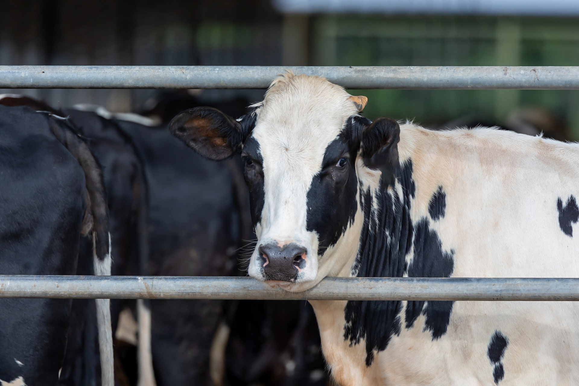 [原文:公奶牛不产奶为什么叫奶牛.