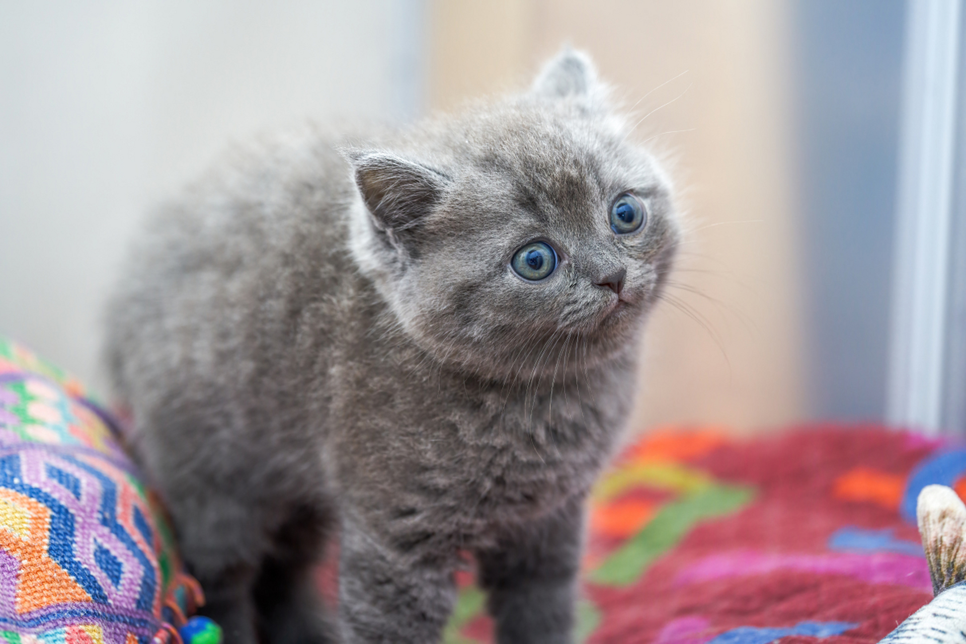 蓝猫的寿命有多长?