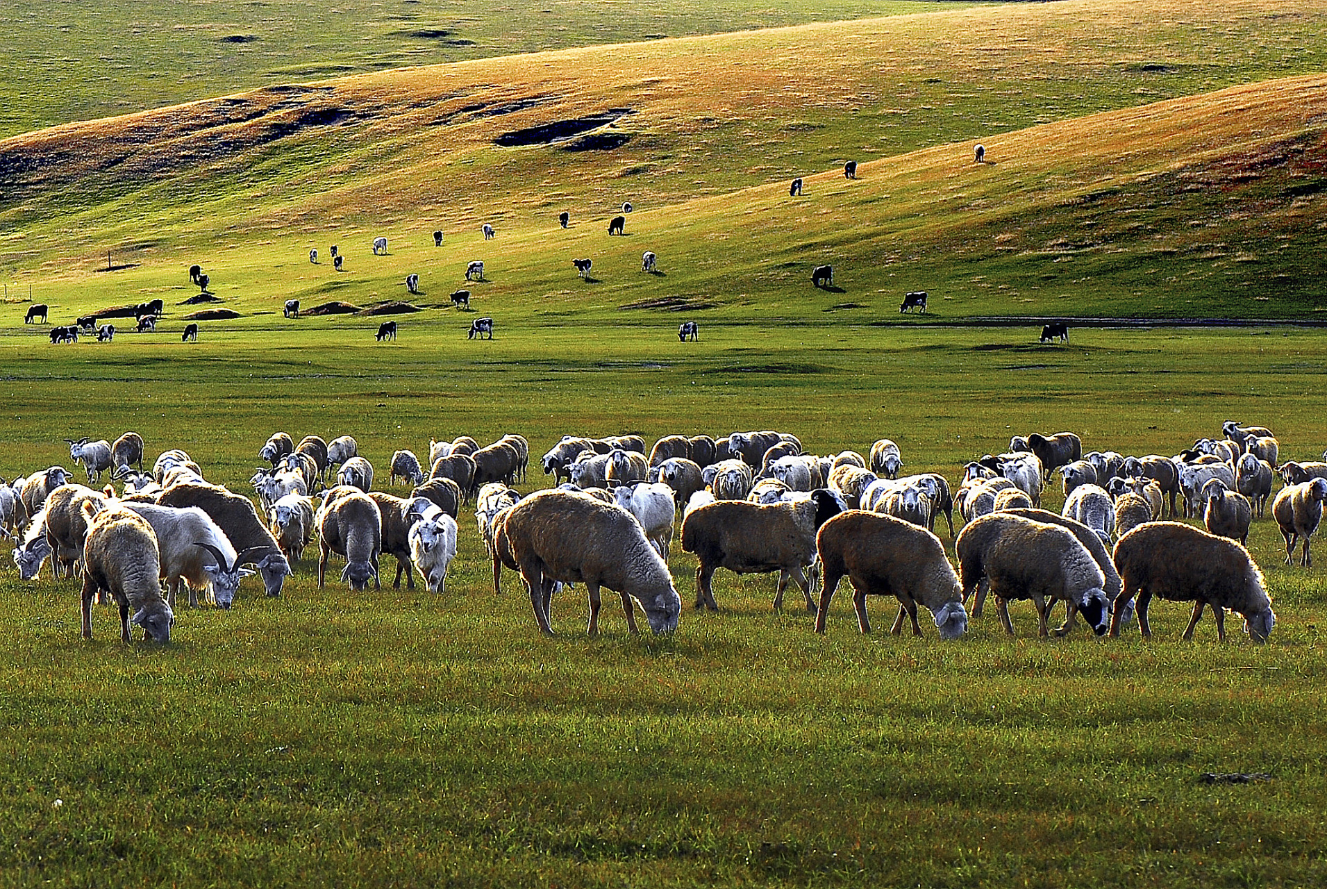 近日,上万只蒙古野生黄羊如潮水般涌入中国,它们跨越了中蒙边境