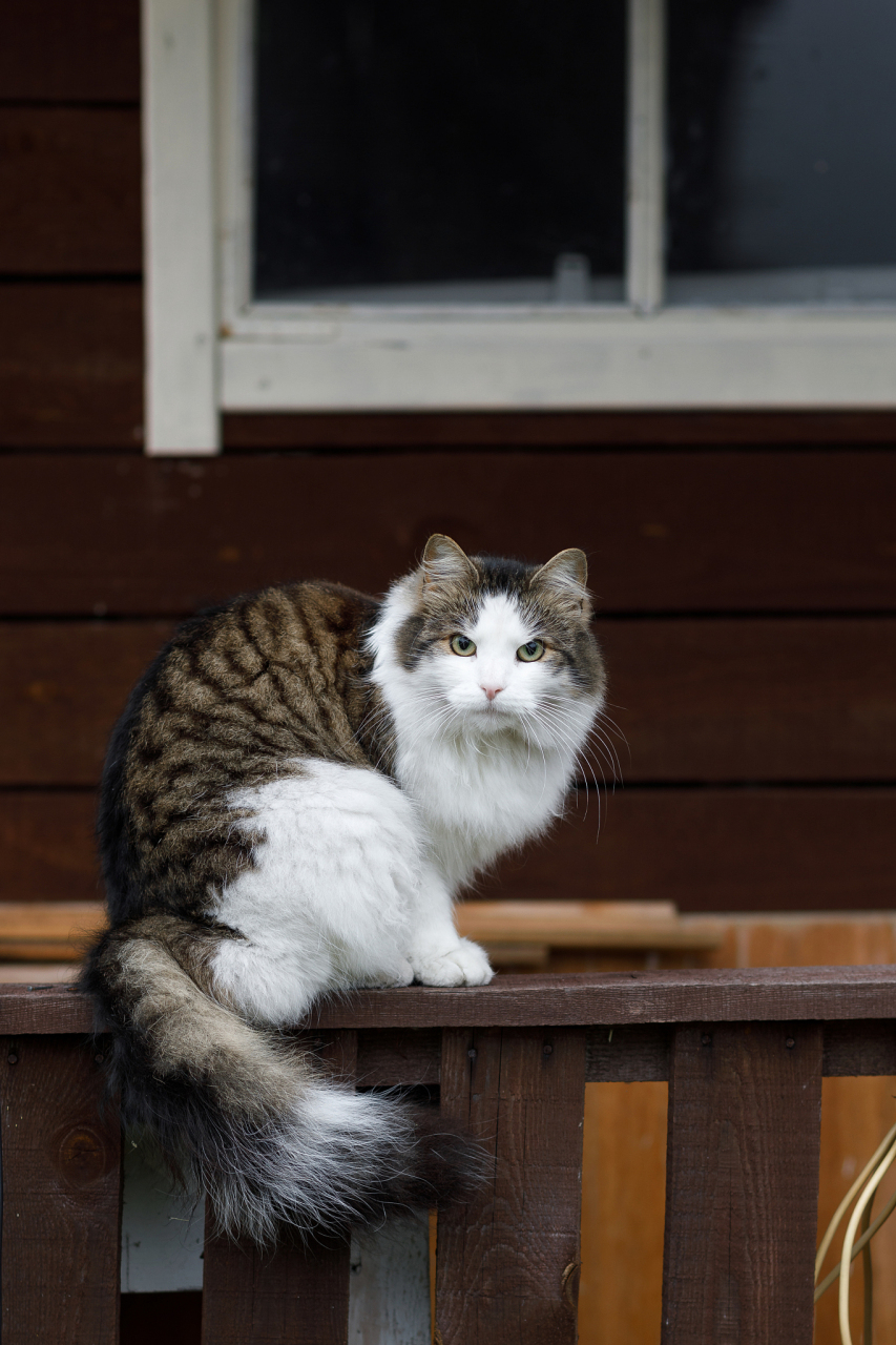 像旧巷子里的猫图片