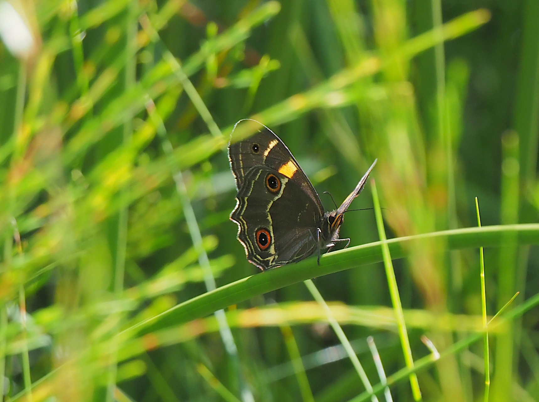 它们的智慧和适应能力让人惊叹不已🦋尊重和保护这些美丽昆虫的栖息