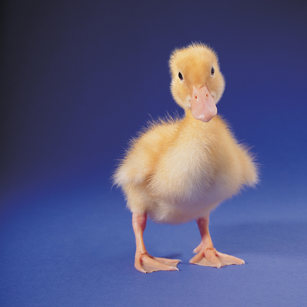 普通柯尔鸭价格在1000元至3000元之间,优质血统的柯尔鸭价格可能高达