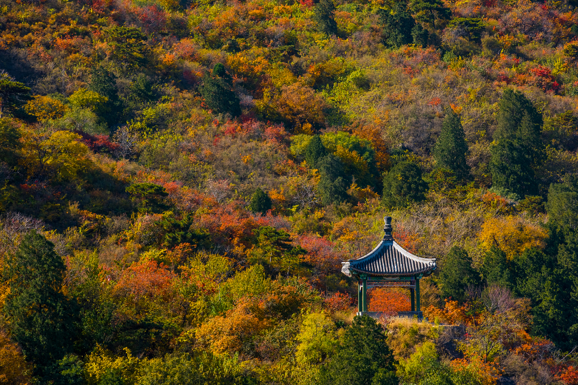 秋天的香山公园,红叶漫天,景色宜人,绝对是个适合户外游玩的好时节!