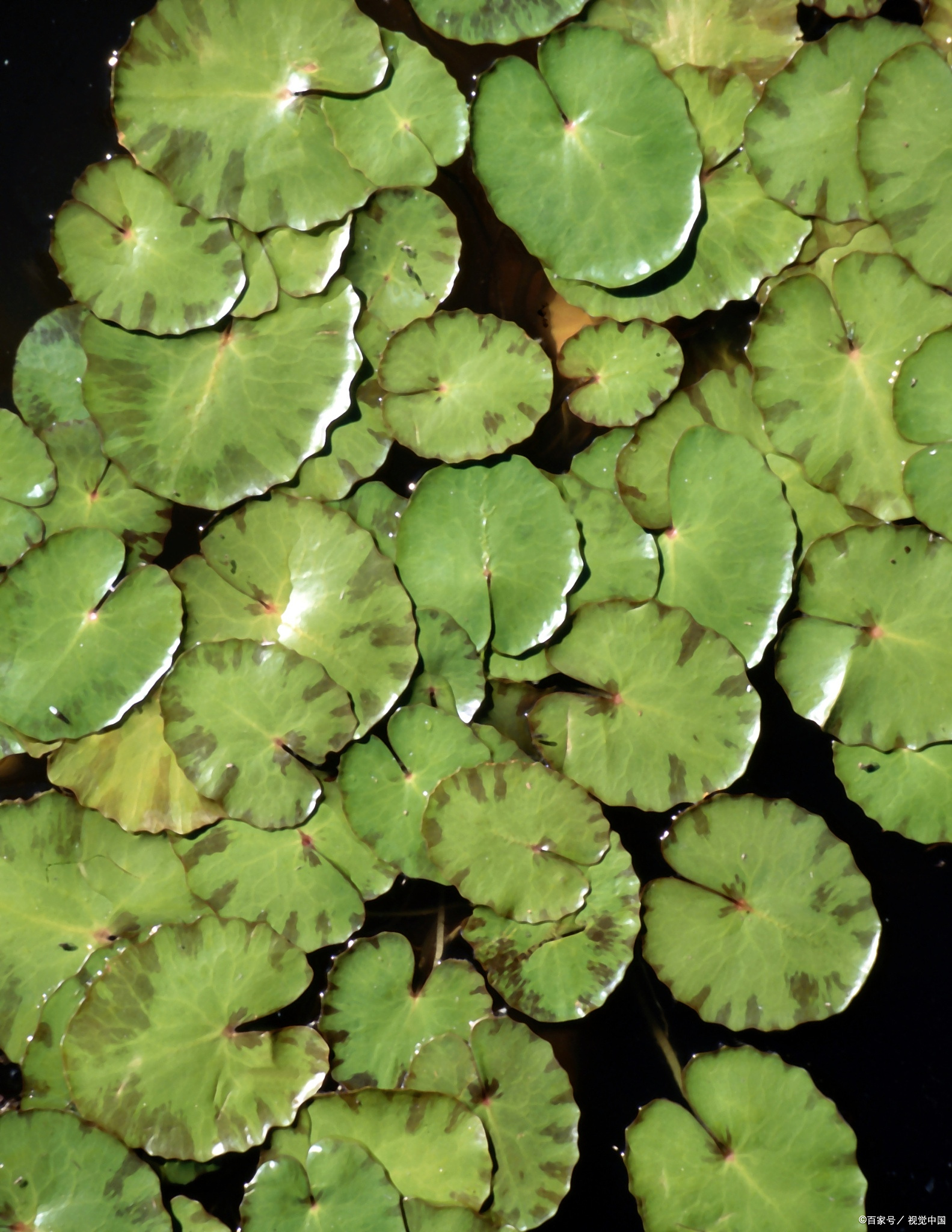 一叶莲的花语和寓意主要包括以下几个方面: