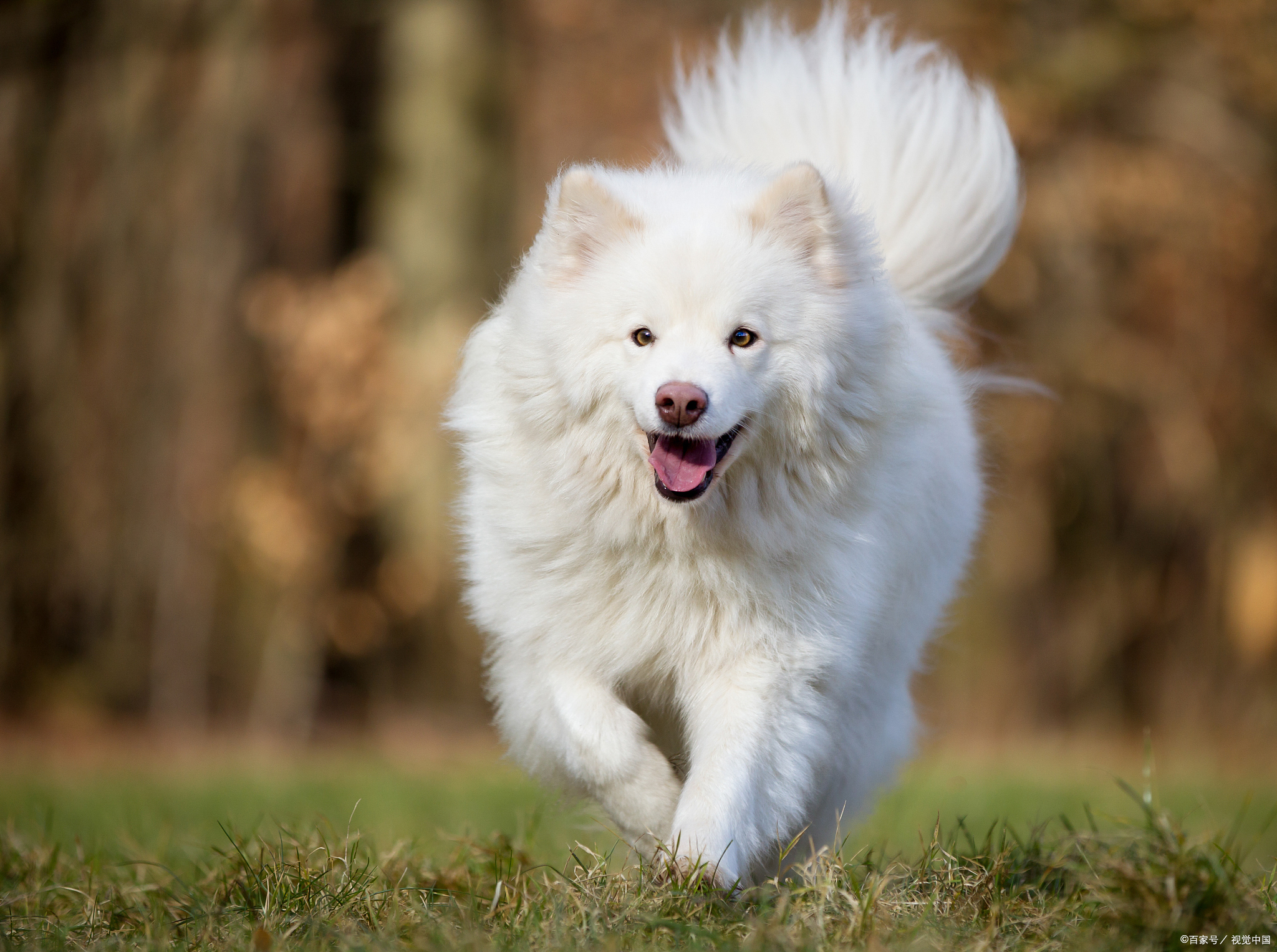 聪明绝顶的小银狐:你真的了解它吗?