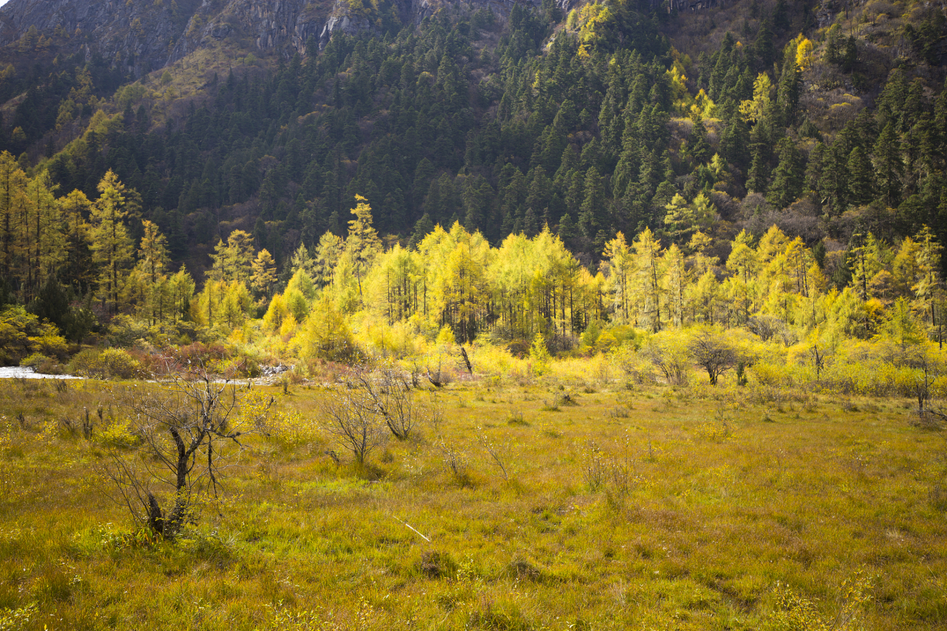 鲁朗林海(luolang lín hǎi)位于中国西藏自治区林芝市波密县鲁朗乡
