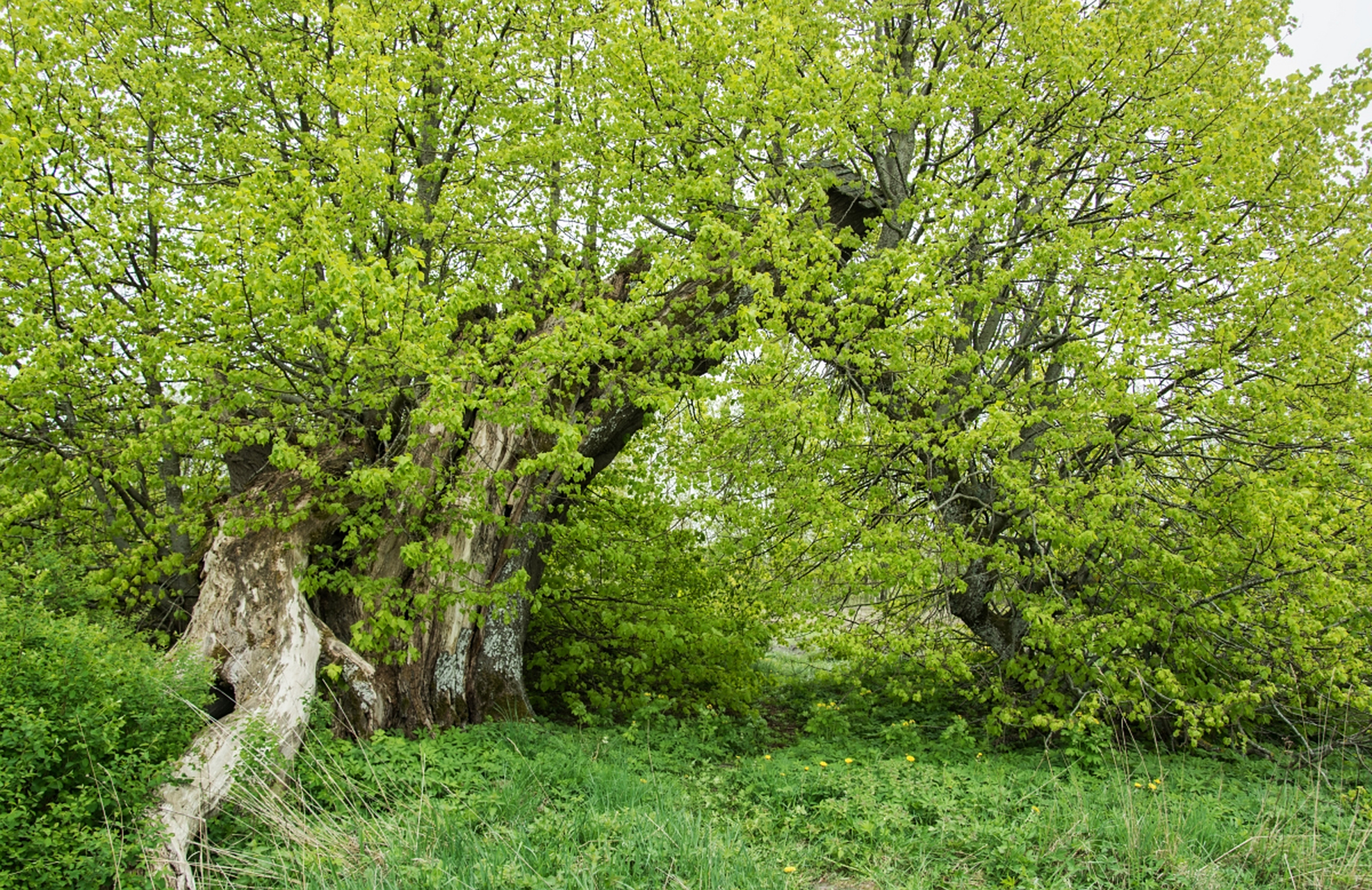 春天的树木  #树木