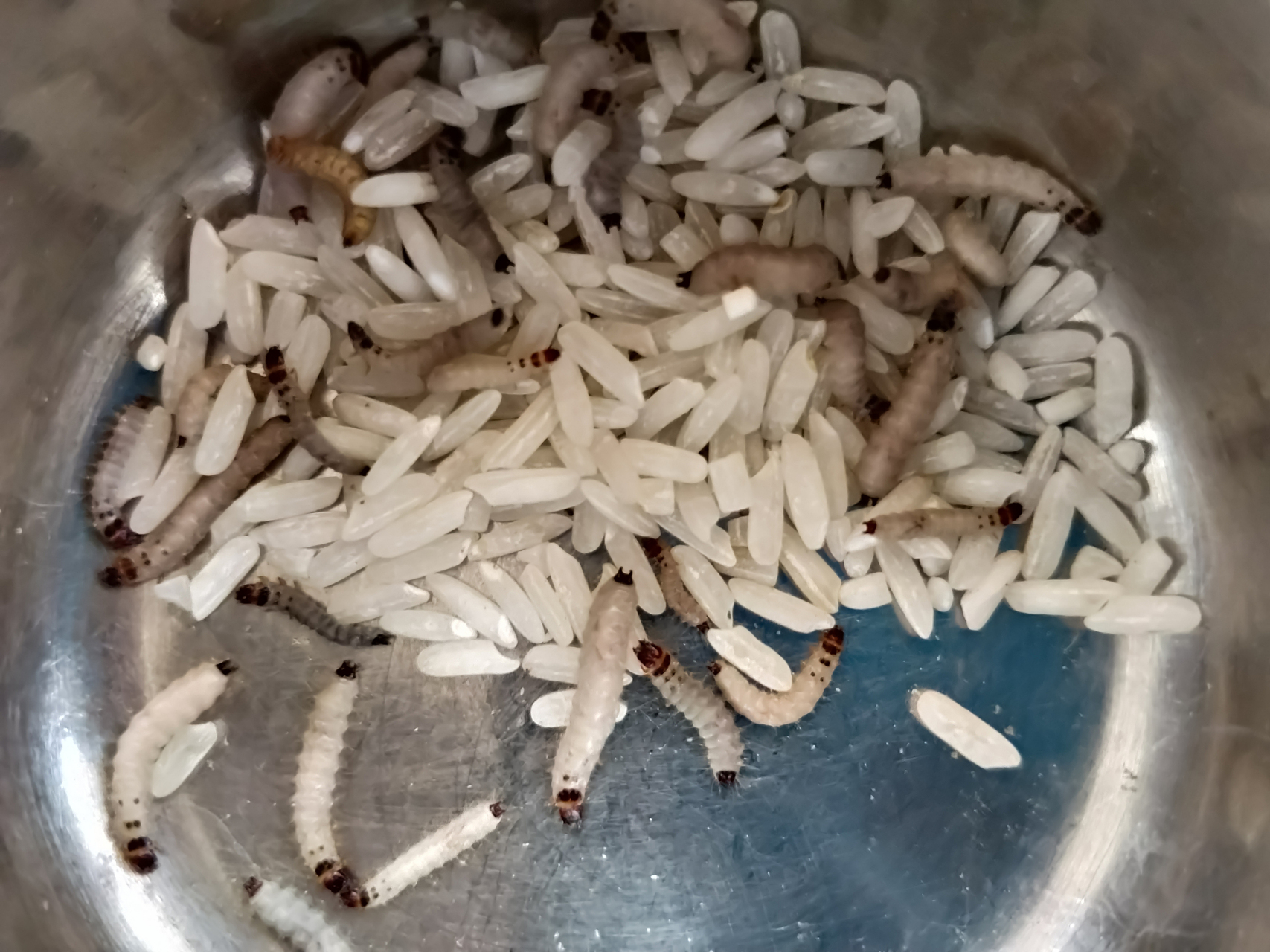 大米生虫,不能暴晒!