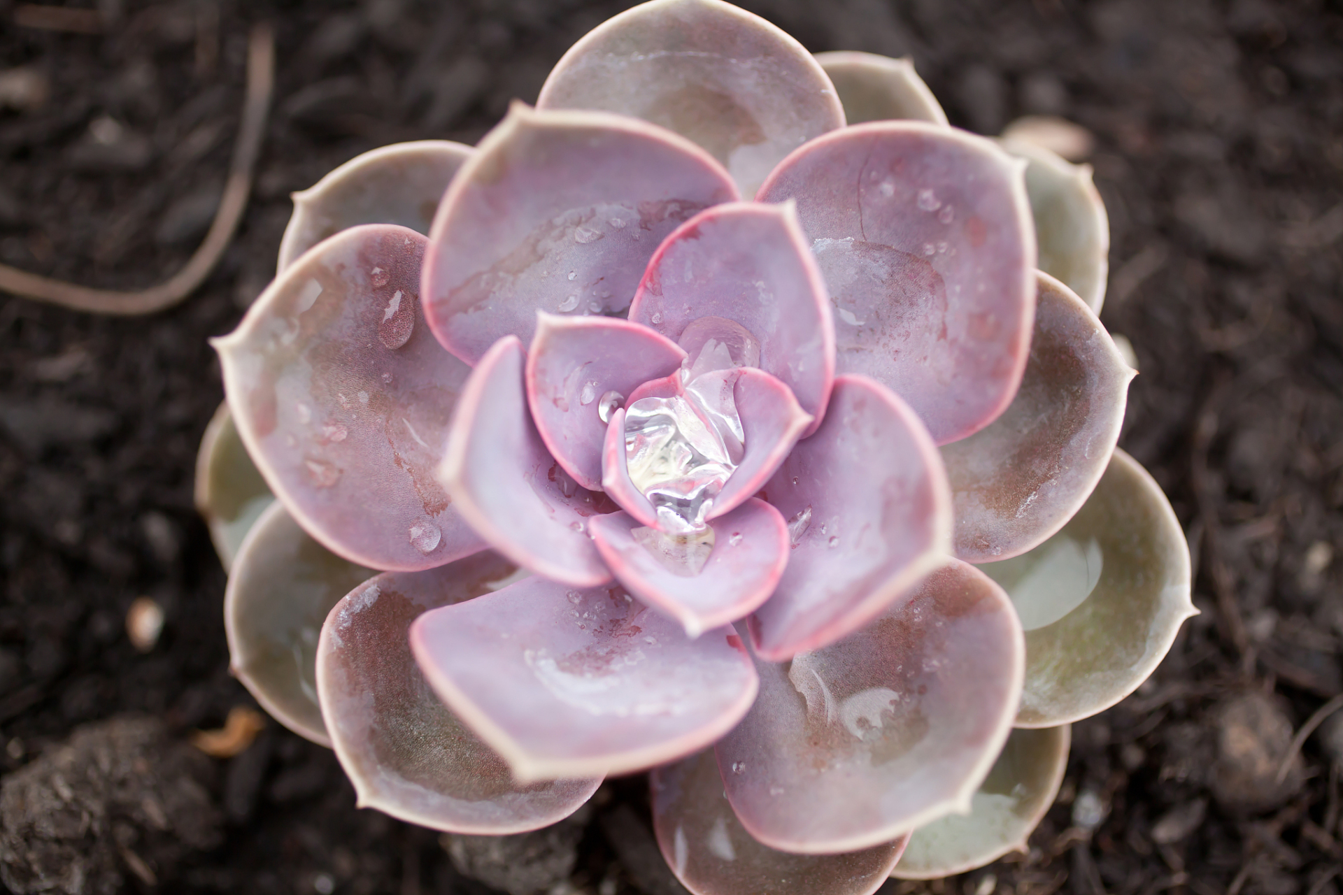 多肉紫珍珠,是一种美丽且受欢迎的多肉植物,它具有迷人的紫色叶片和