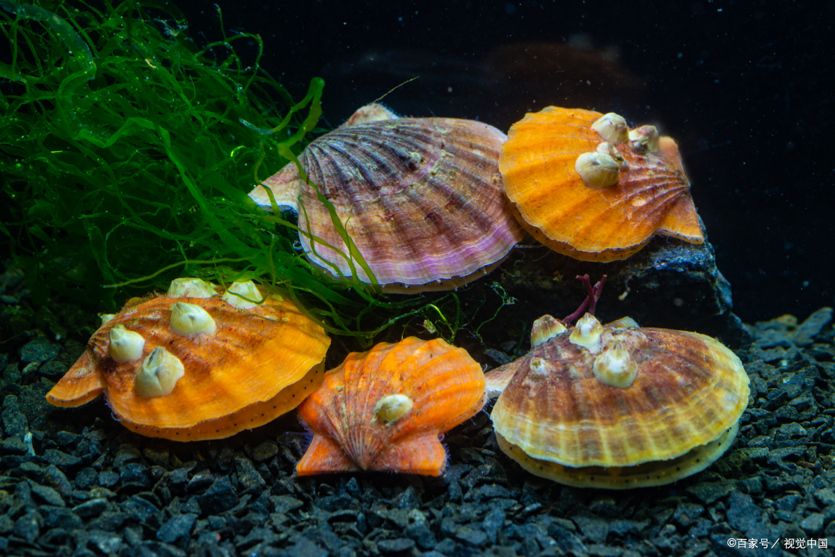 软体动物是一类生物多样性极高的动物群体,包括许多种类和形态各异的