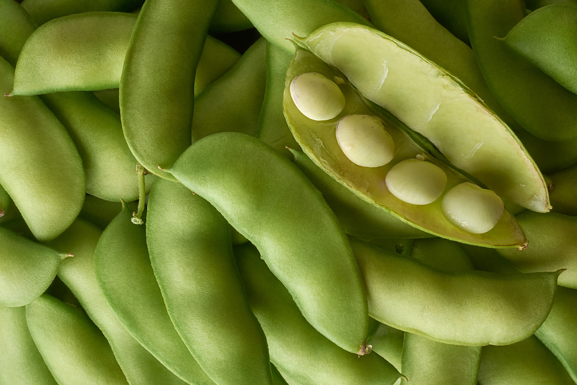 豌豆是一种豆科作物,属于豌豆属,是春播一年生或秋播越年生攀缘性草本
