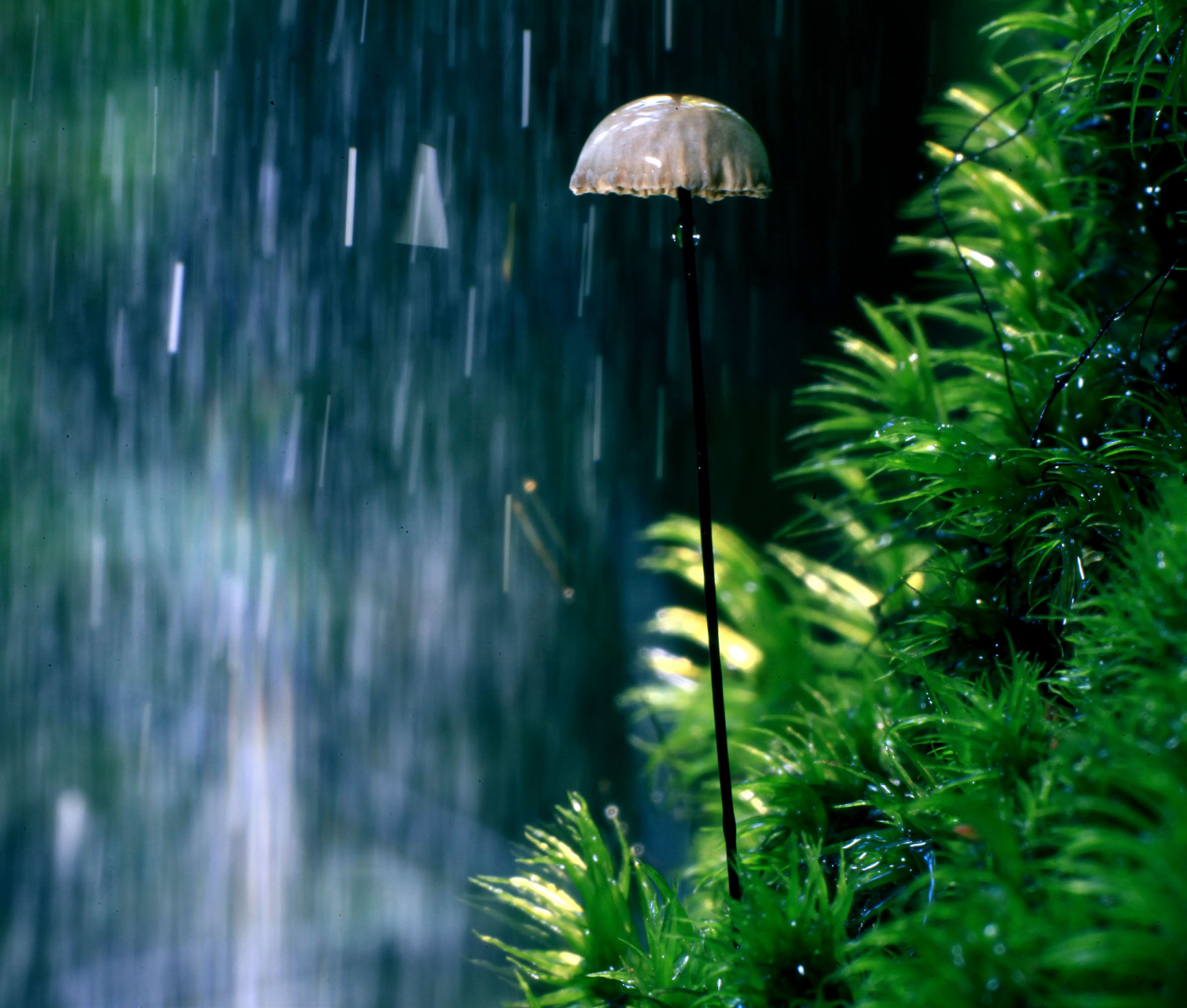 霢霂,小雨也  霂诗词句子  霢霂裁欲垂,霏微不能注