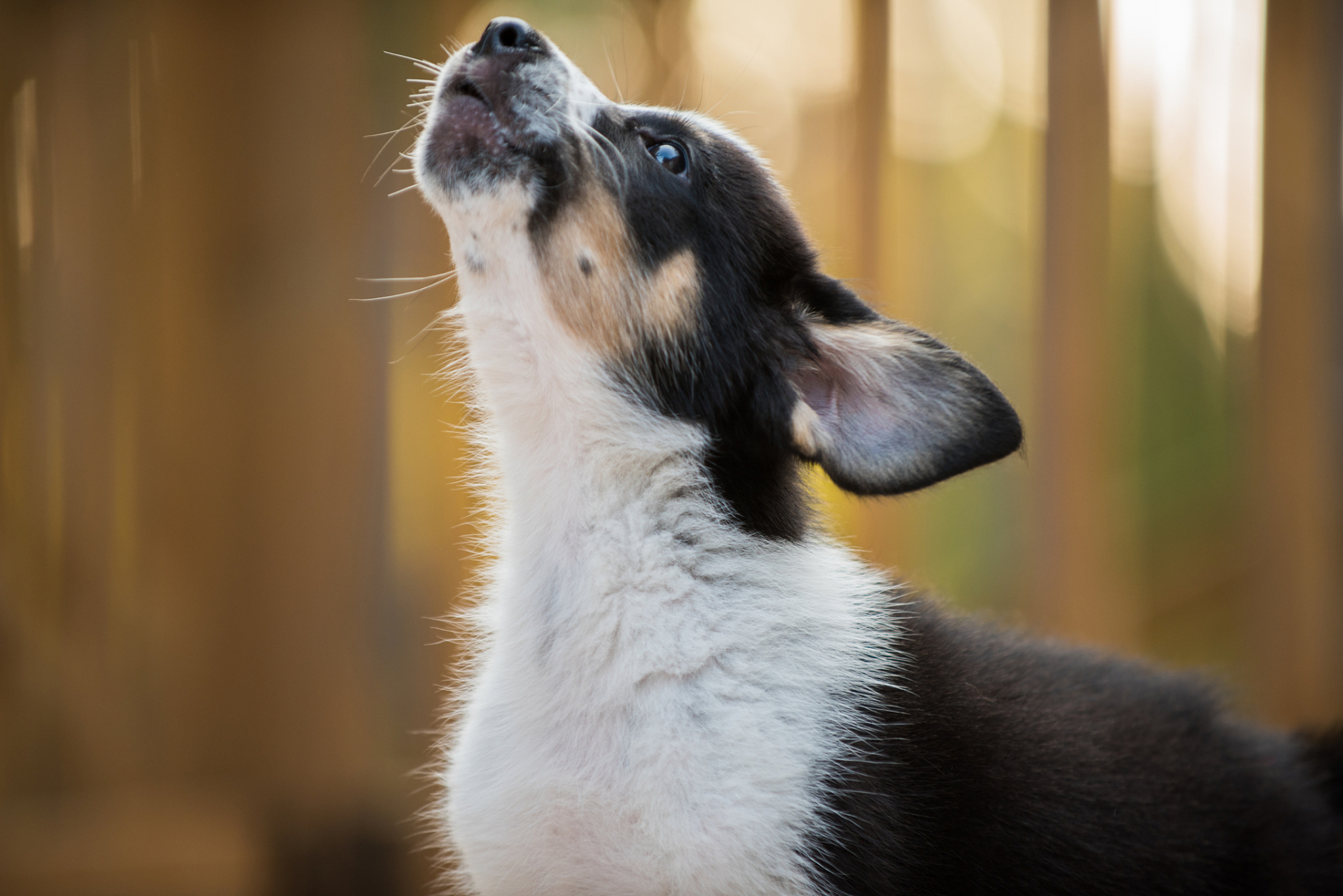 在英国儿童电视节目《花园宝宝》中,玛卡巴卡是毛绒绒,活泼可爱的小狗