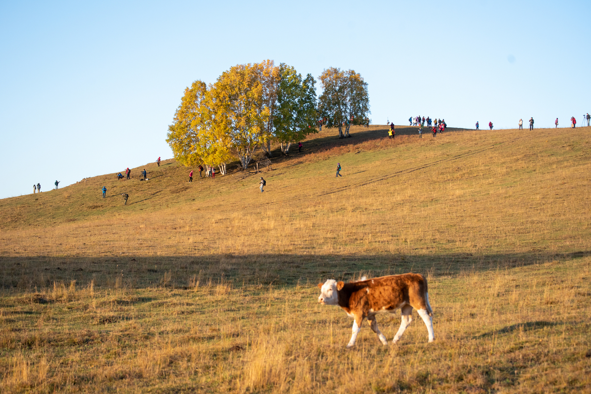 重庆秋天的草原与牛羊 重庆虽然以山水闻名,但也有一些草原地区,特别