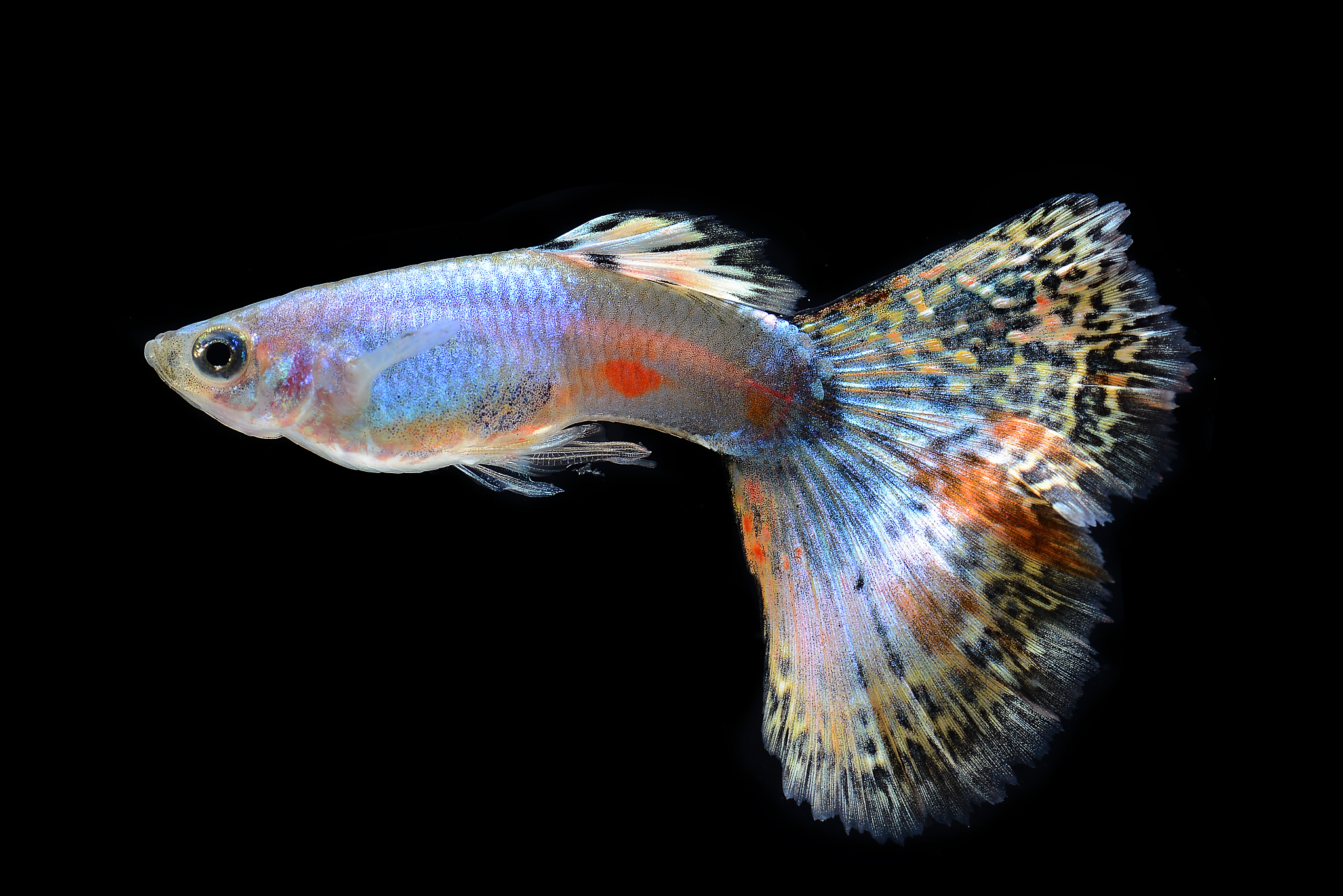 雌性孔雀鱼在适合的环境下产卵并由雄性孔雀鱼受精,孵化期约为1至2天