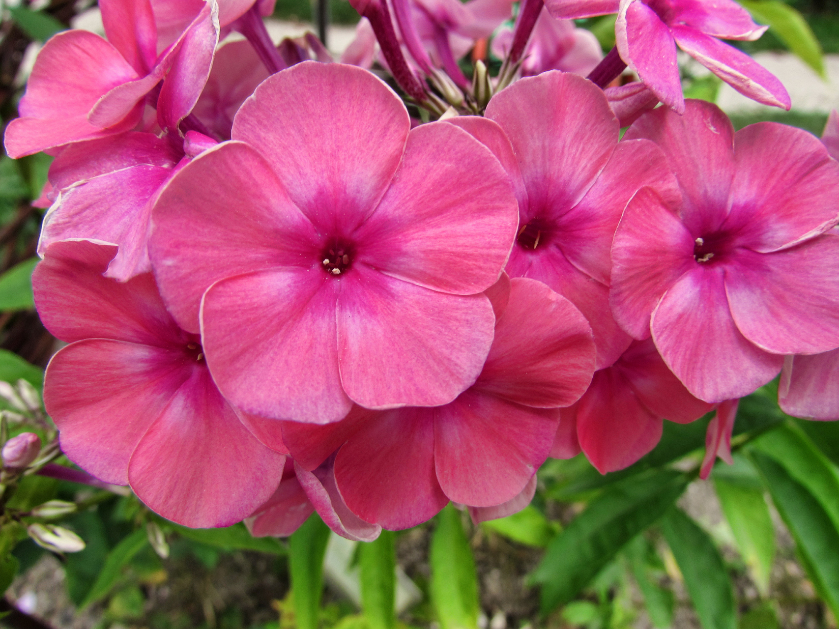 苏丹凤仙花#凤仙花# #养花# #分享养花小技巧# #养花知识# #我的养花