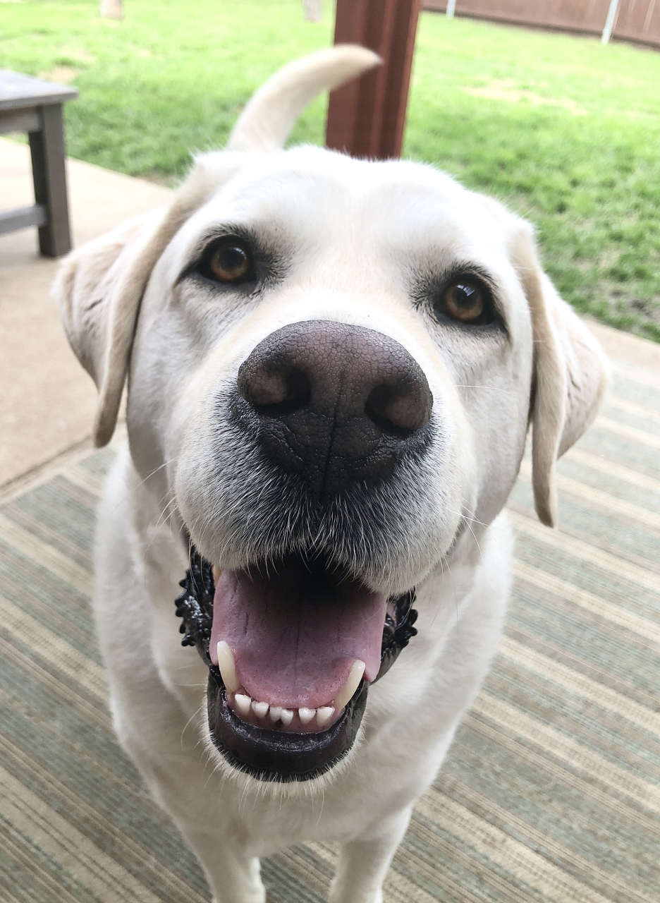 狗狗治愈系的笑容能赶走生活中的很多阴霾 愿你每天都在狗狗得笑容中