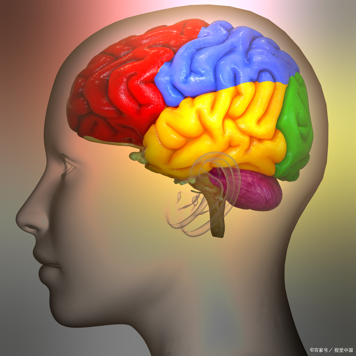 大脑从这个年龄开始衰退 美国纽约州立大学石溪分校的