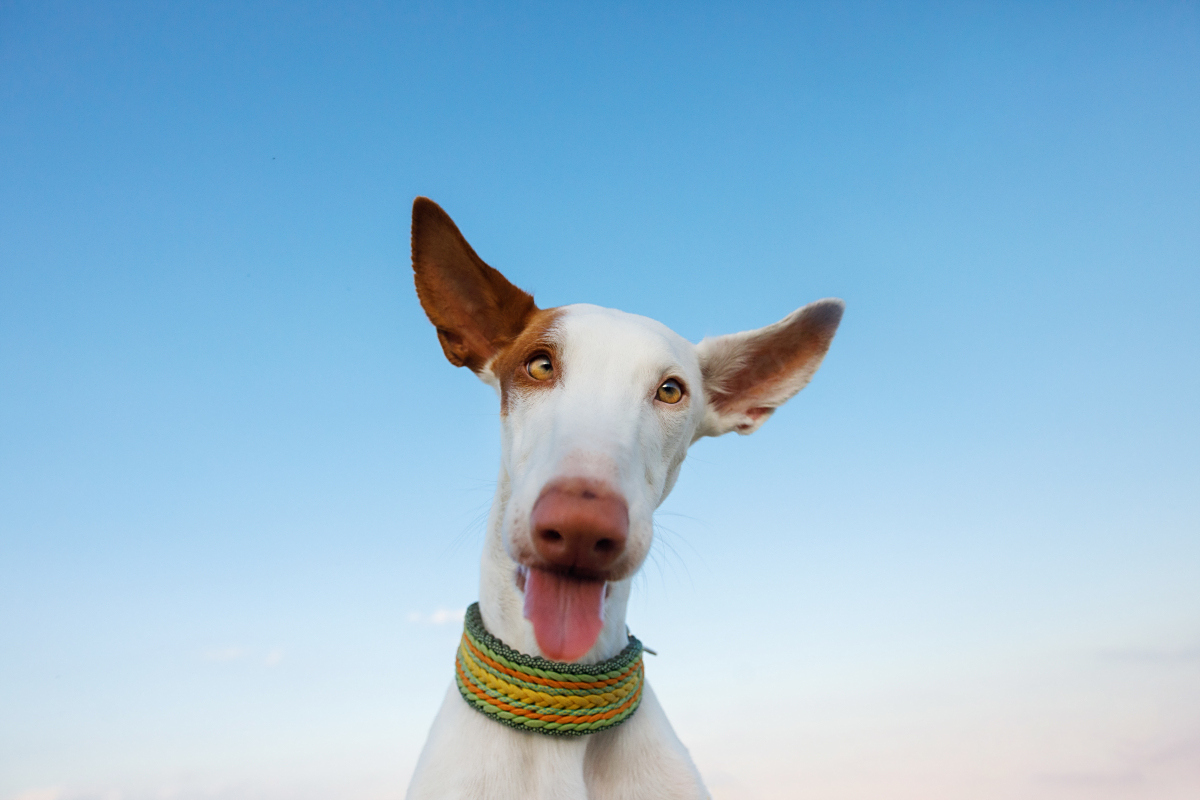 [原文:一摸就懂,狗狗的脑袋里藏.