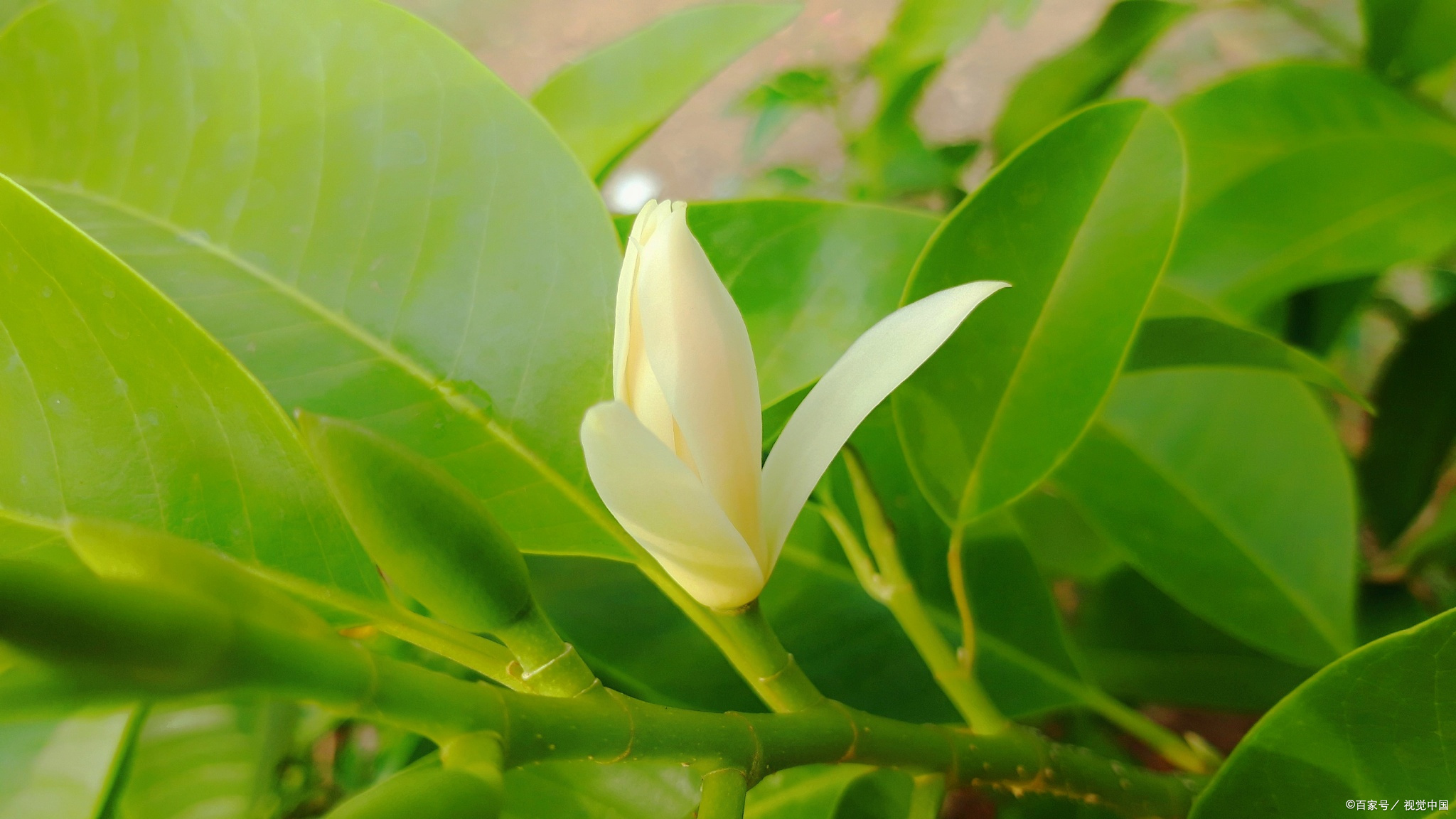 黄桷兰种植条件和种植方法