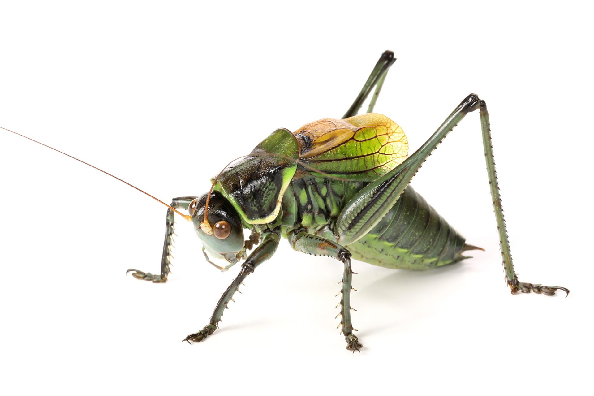 图文优选计划818专项# 🦗蝈蝈的记忆力究竟有多长时间呢?