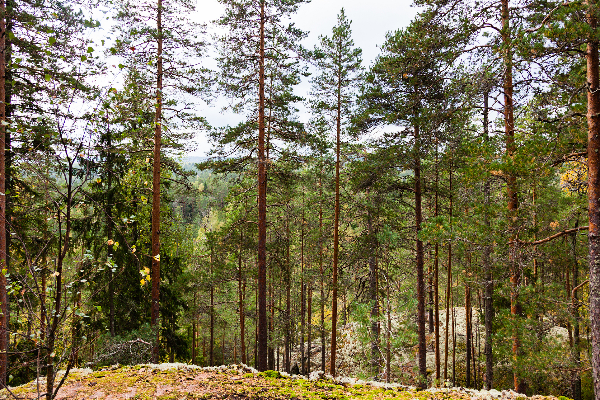 大兴安岭北部的兴安落叶松林,是中国重要的林业基地之一.这里有茂密的