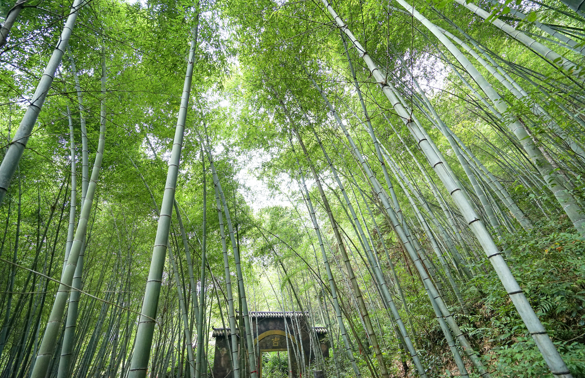 信宜竹海风景区图片