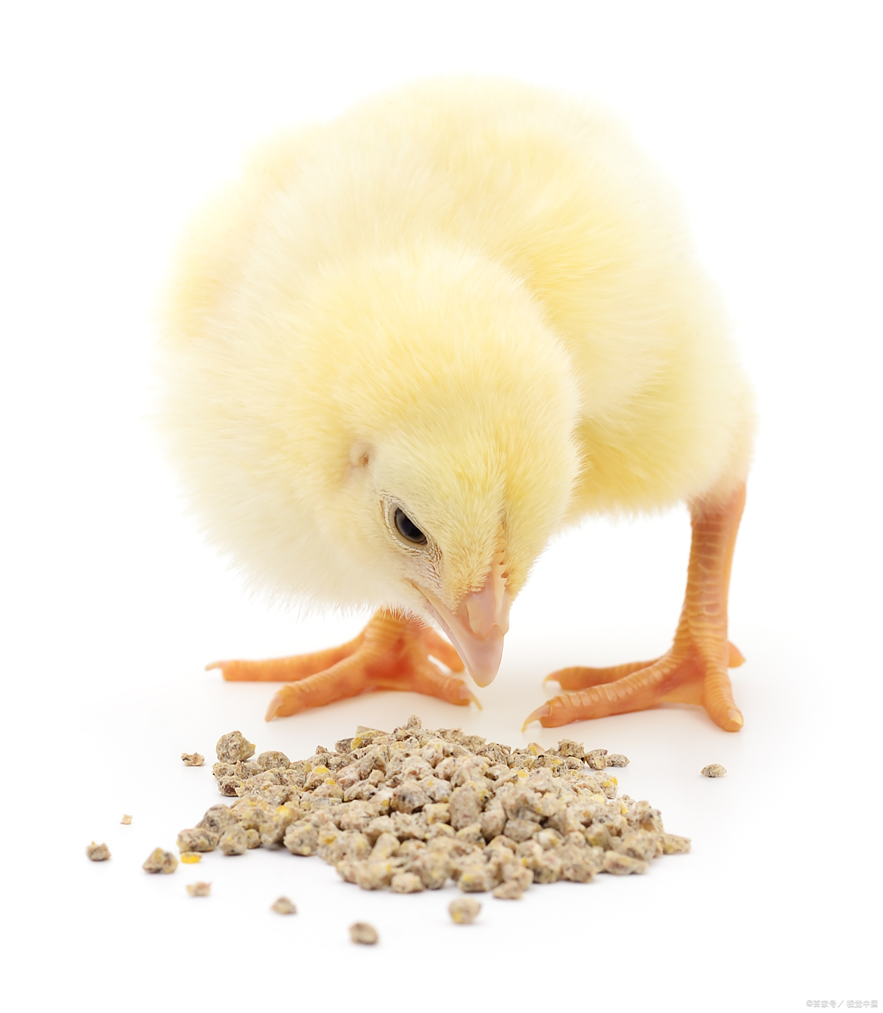 刚出壳的小鸡怎么喂养才是最好的?专家教你科学喂养技巧!