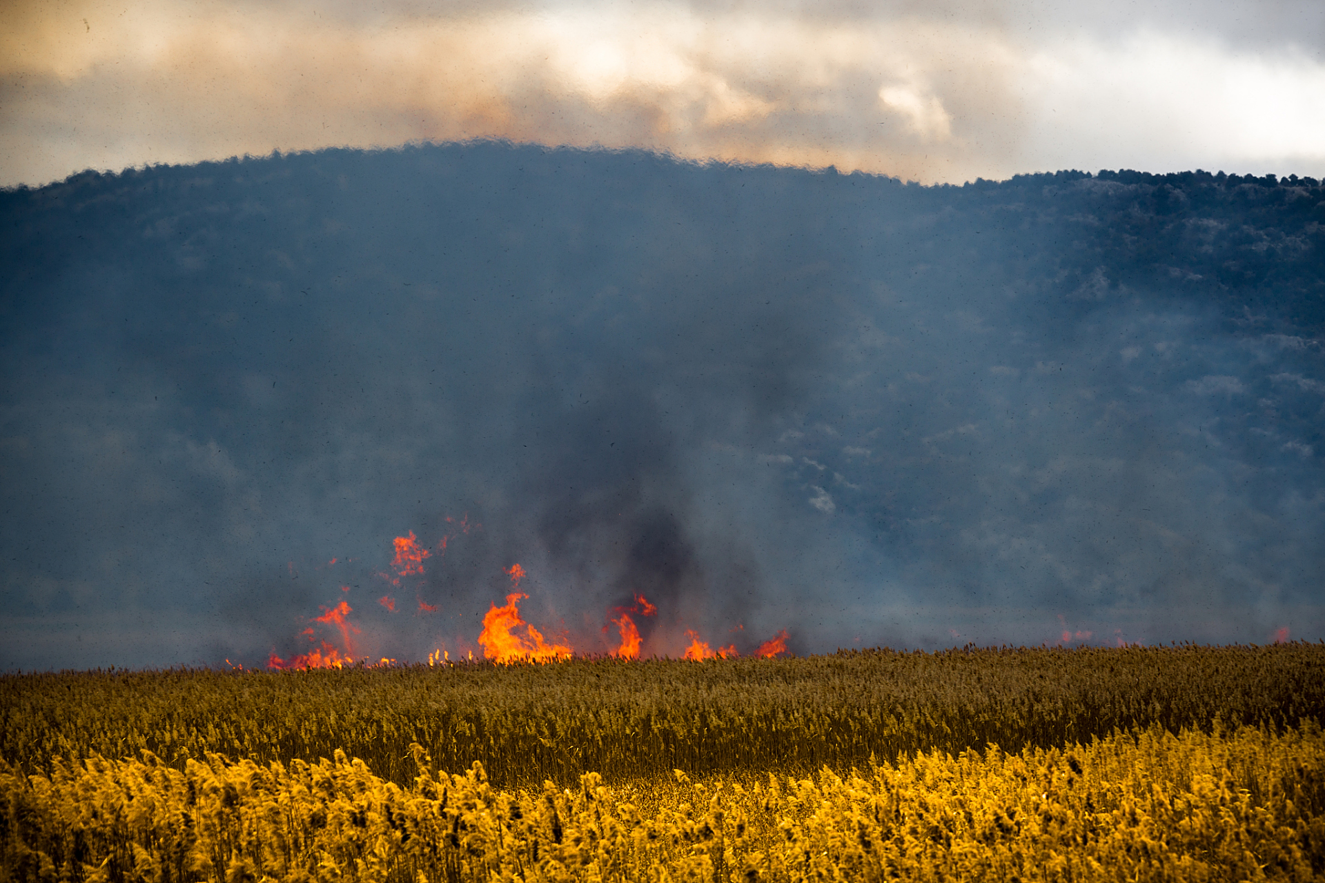 蒙古国草原火灾烧死大量牲畜#   蒙古国草原火灾造成大量羊群死亡的