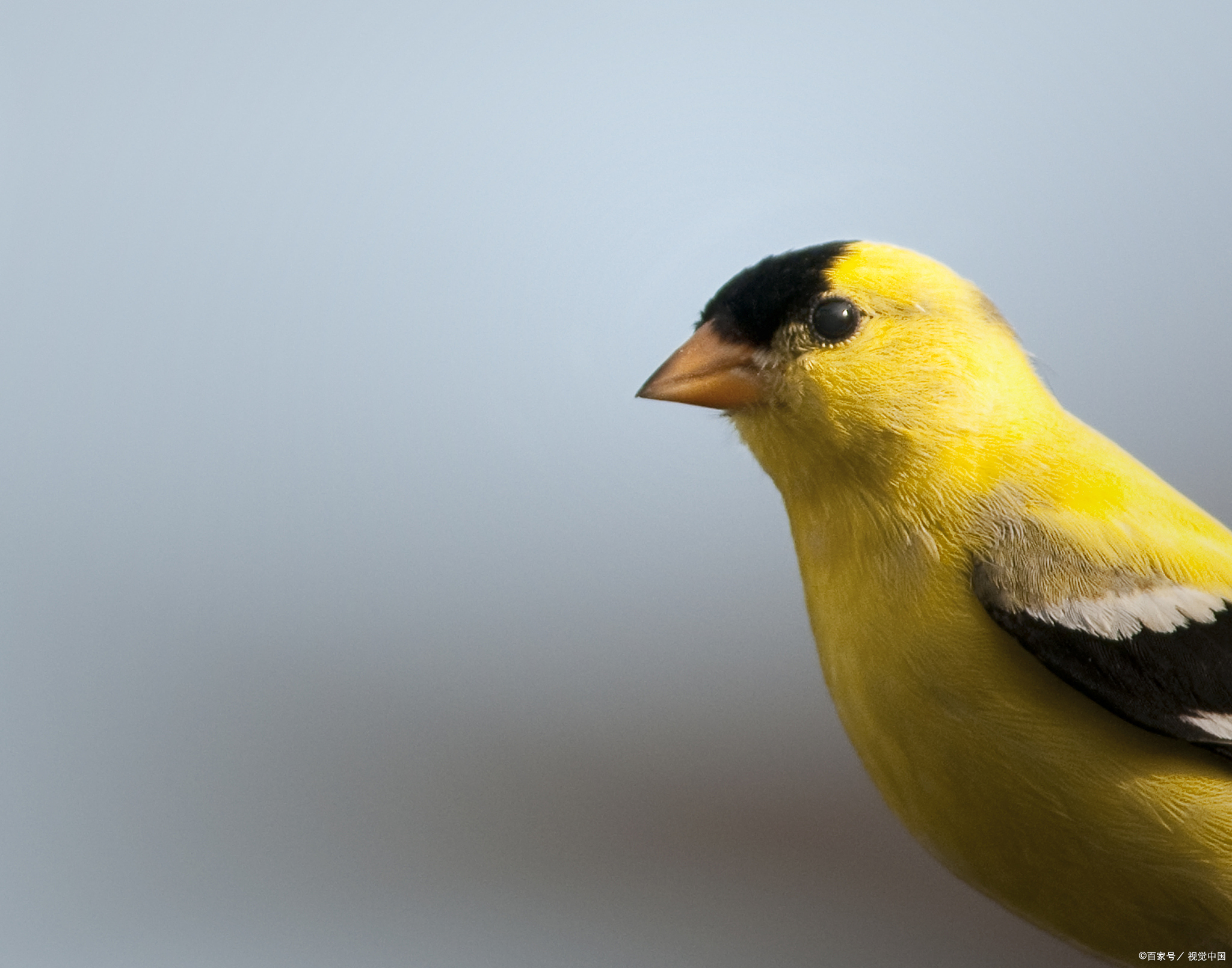 黄雀是一种受欢迎的鸟类,其悦耳的叫声能够给人们带来愉悦和放松的